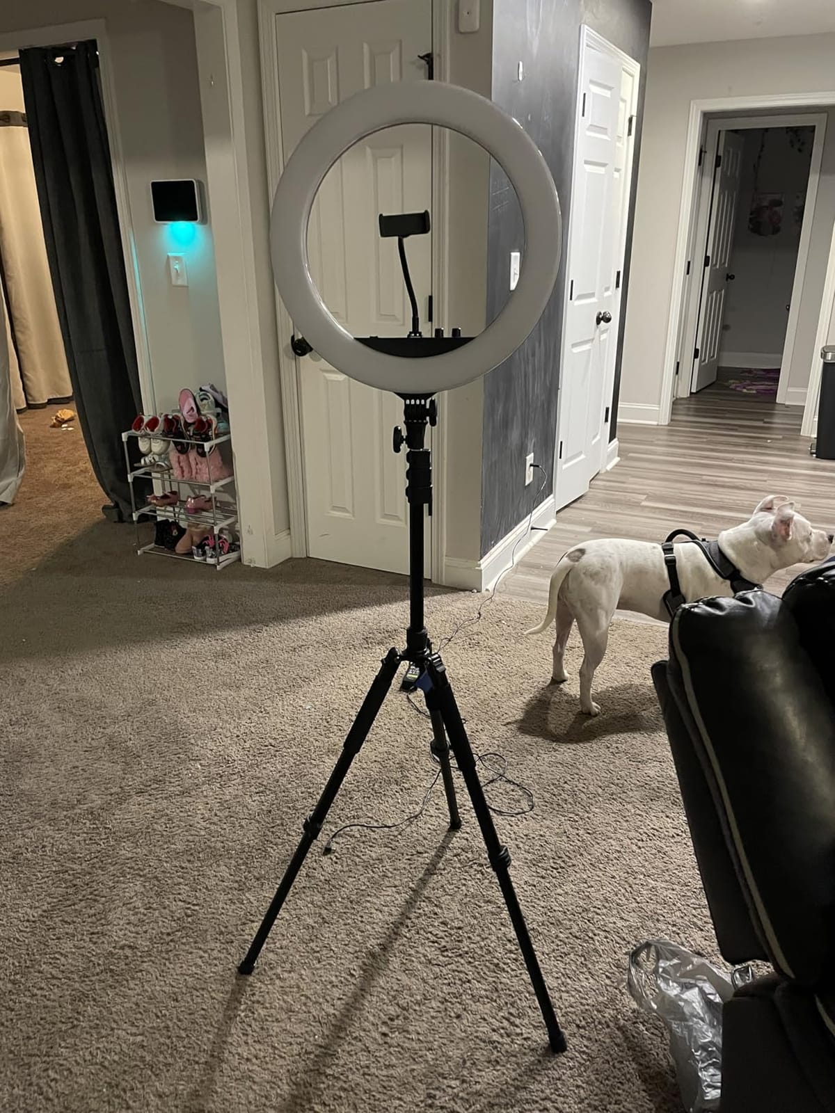 NEEWER Photography Light Stand, 1.5-6.4ft/47-195cm Reversible Aluminum | Studio Lighting Tripod, Portable Phone Video Stand with 1/4