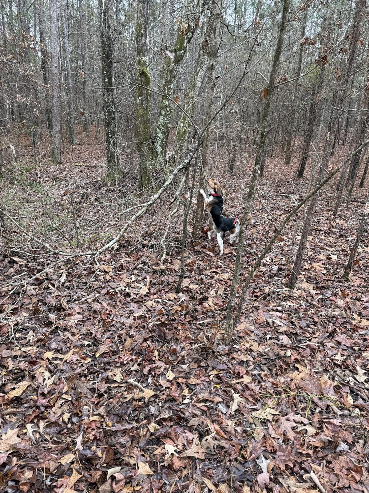 Aorkuler GPS Dog Tracker - Track Your Dog Up to 3.5 Miles Without Phone or Cell Signal | No App, No Monthly Fees | Ideal for Hiking, Rural & Remote Areas (Tracker 2) customer photo 2