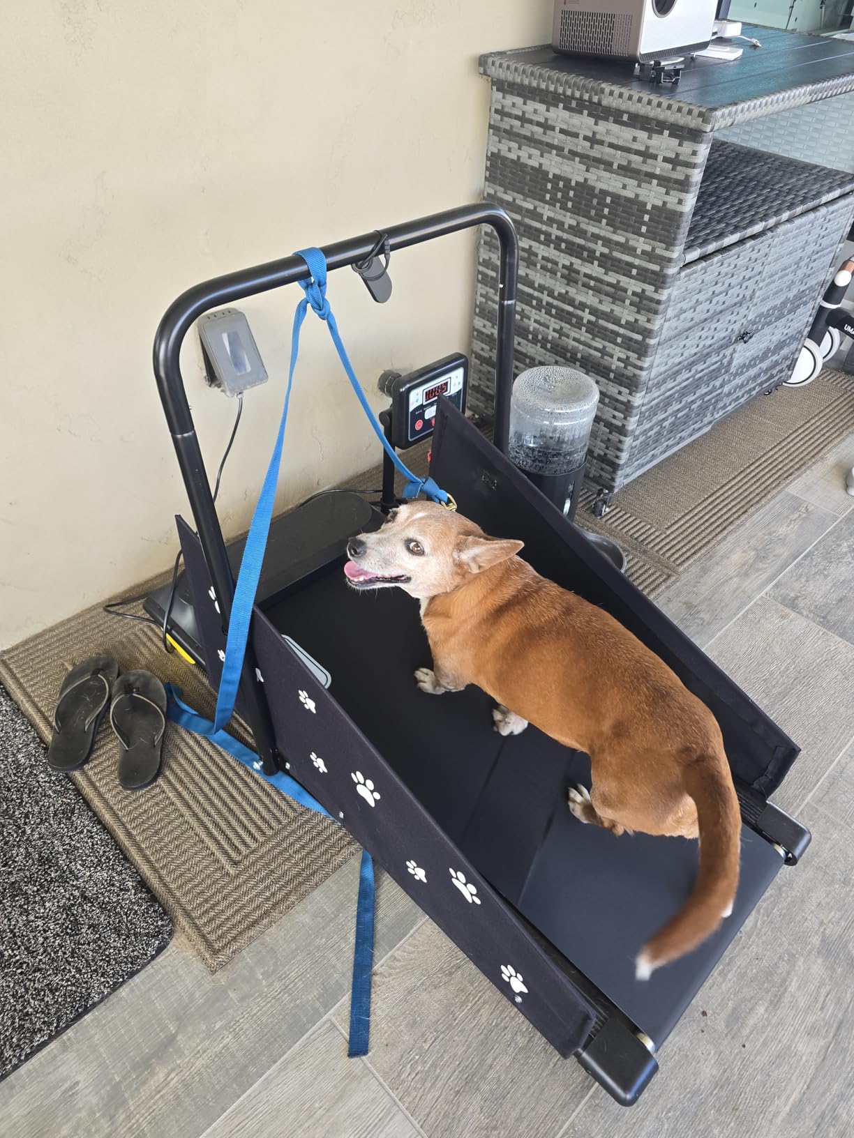 CIIHI Dog Treadmill for Medium Small Dogs - Pet Running Machine | 265lbs Capacity, 360° Rotatable Display, Indoor Pet Fitness & Training, Move Wheels & Remote Control, 2 in 1 Treadmill customer photo 2