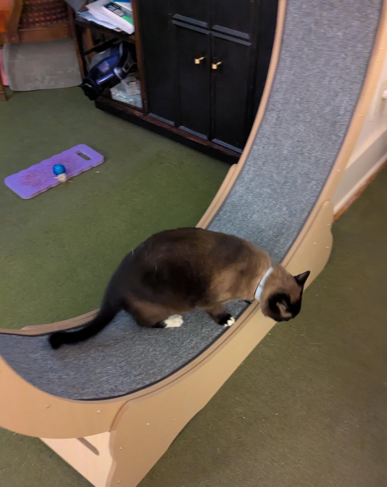 VEVOR Cat Exercise Wheel, 52