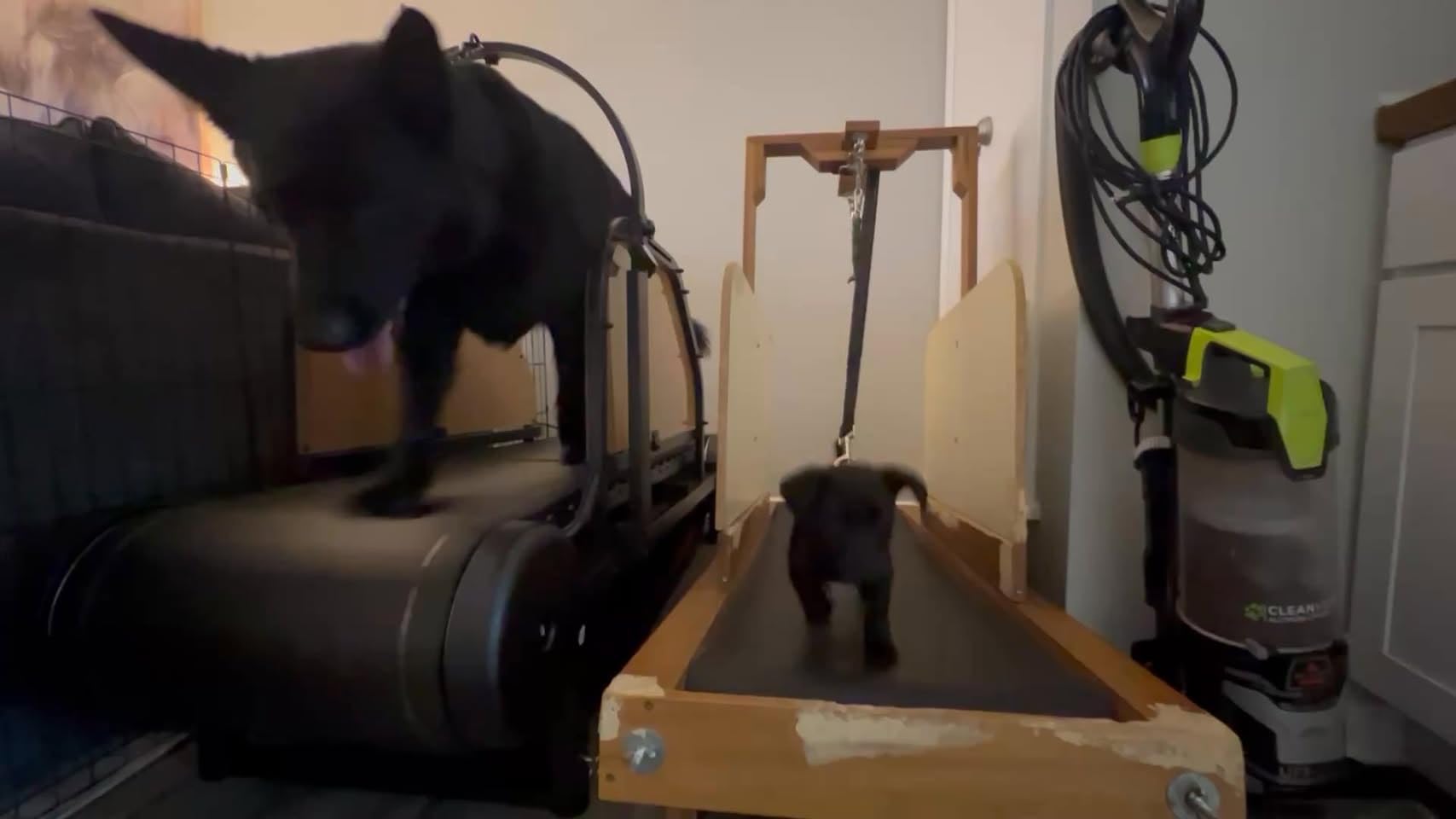 Dog Treadmill for Large Dogs with Manual Brake & Timer, 18