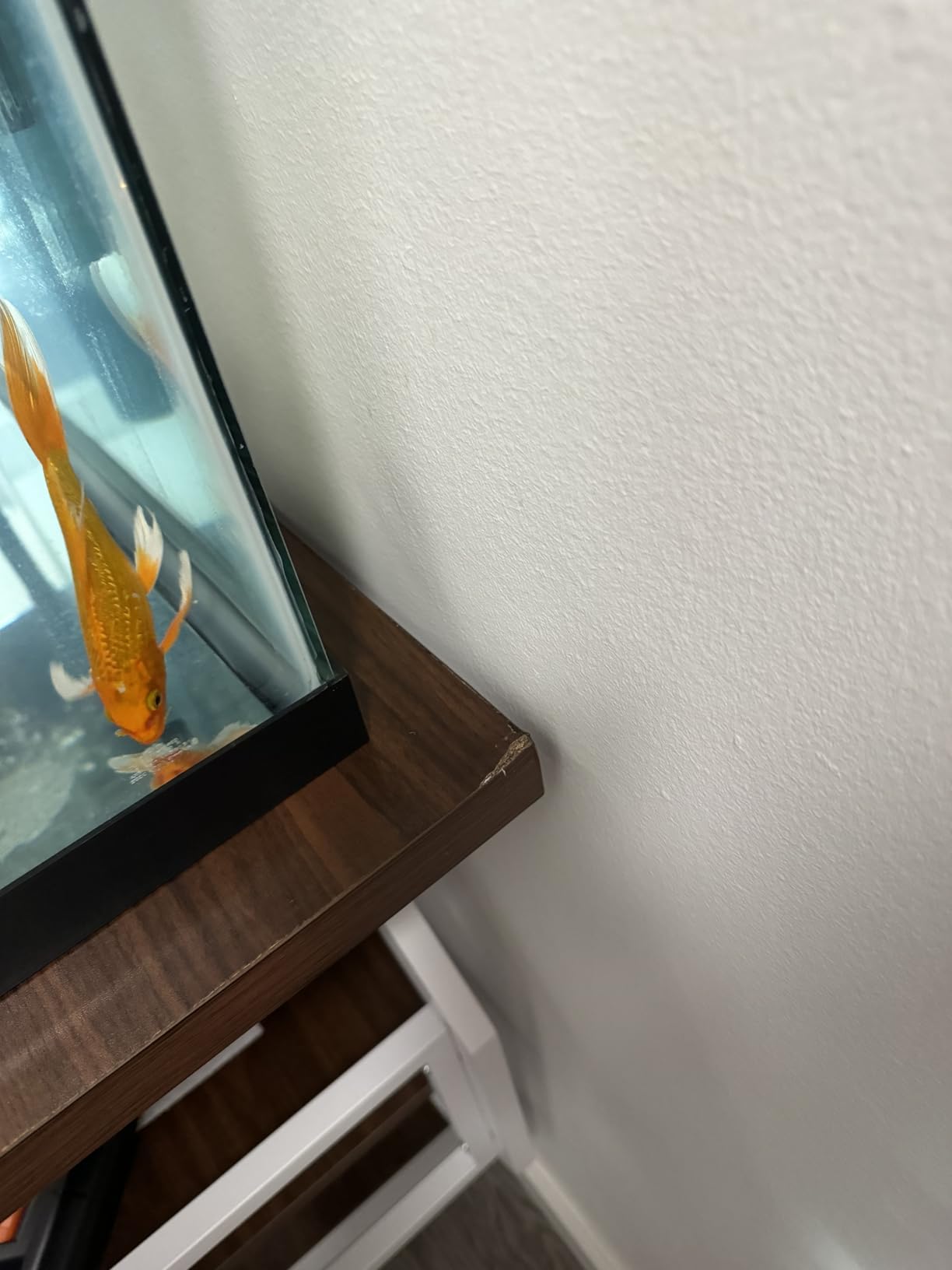 DWVO 55-75 Gallon Aquarium Stand with Power Outlet,Black & Gold | Display Stand for Turtle Tank, Reptile Terrarium, Metal Fish Tank Stand Suitable for Living Room, Entryway, 860LBS Capacity customer photo 1