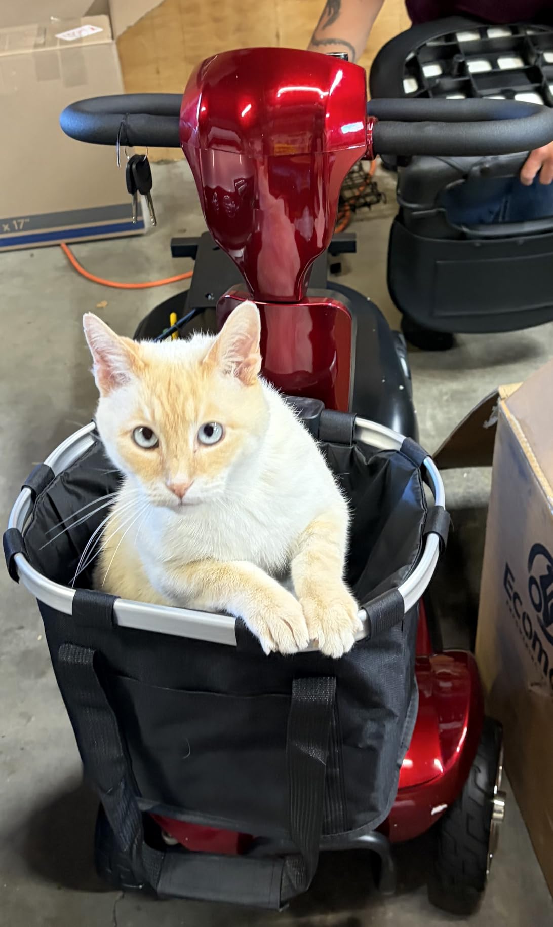 20/35/45 Miles 4 Wheels Mobility Scooter for Seniors/Adults Up to 300LBS,350W Electric Wheelchair Detachable Lithium Battery,Dual Baskets,Rotating Seat,with Taillight, USB Charging, Red customer photo 2