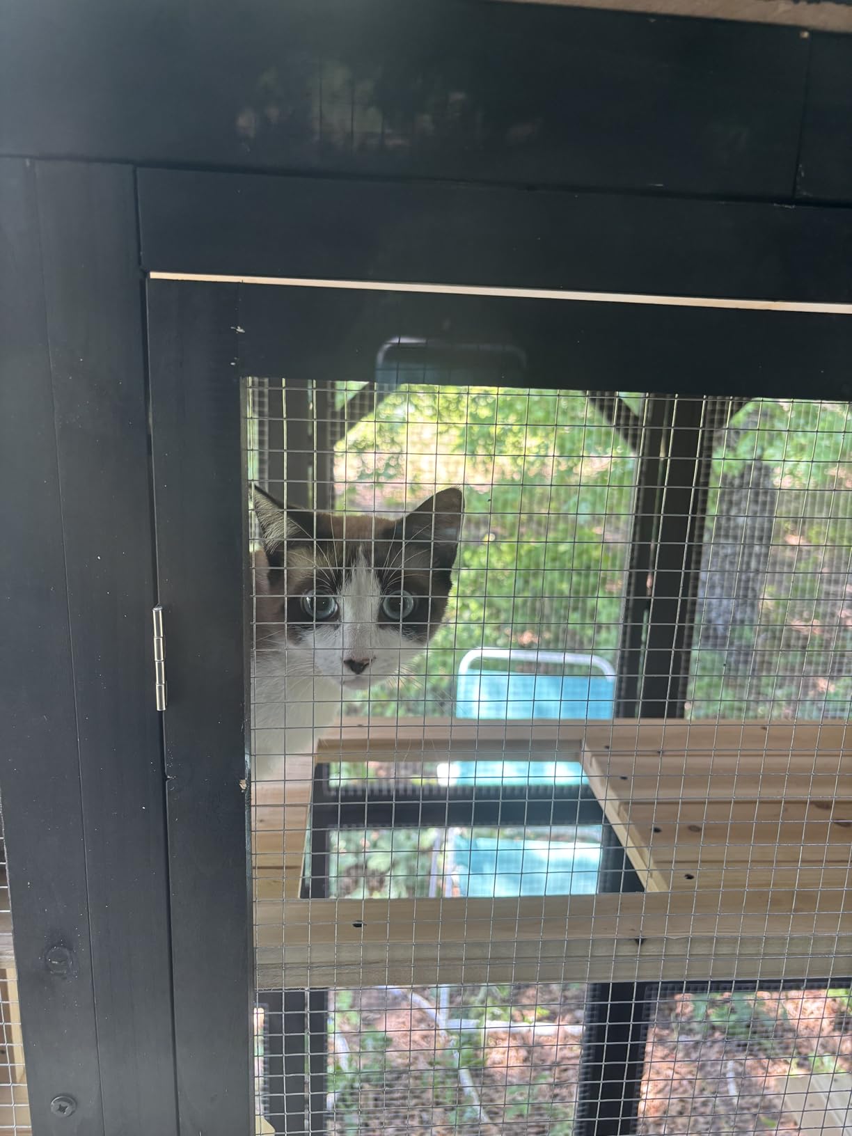 FunXplore Large Catio Outdoor Cat Enclosure Window 73
