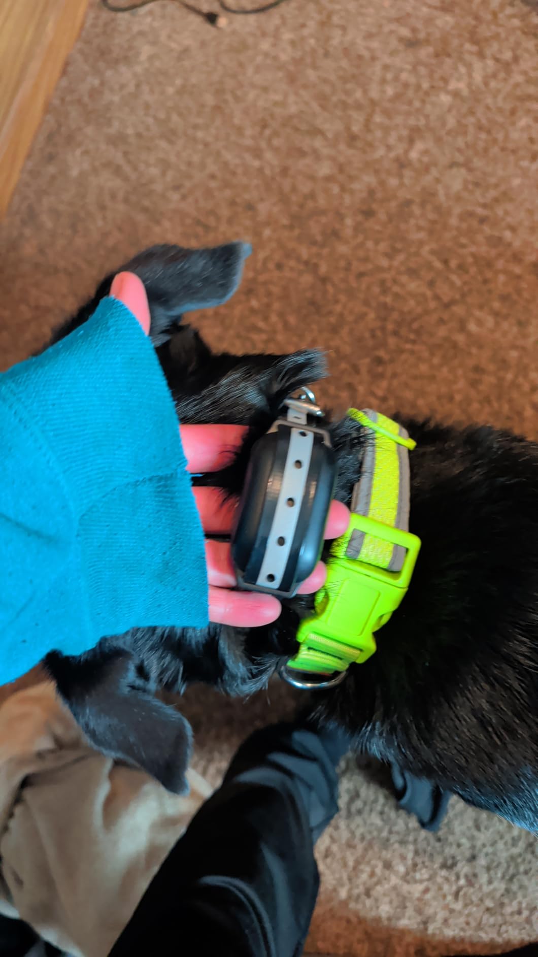 PetJoy Shock Collar for Large Dogs, Bark Collar with Remote, Bark and Training Collar 2 in 1, Auto Bark Collar - Shock, Vibration, Beep and Auto Mode (Level 1-5), Remote Range 2800 Ft customer photo 1