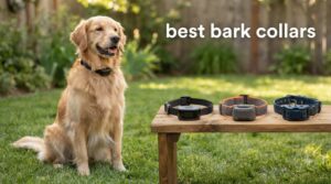 best bark collars