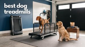 best dog treadmills