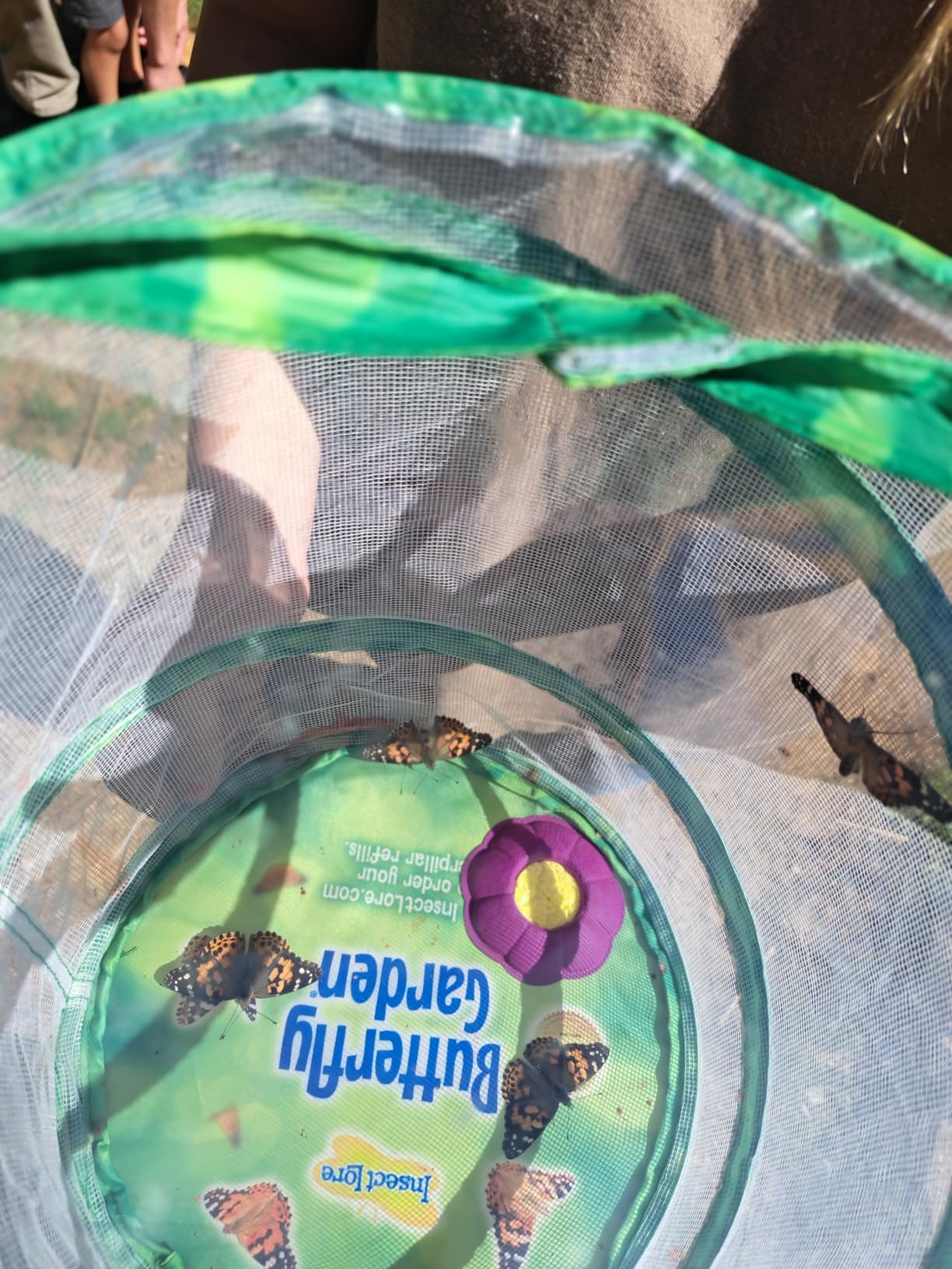 Insect Lore Raise and Release Butterfly Garden Kit – Caterpillar Habitat with redeemable Voucher – STEM-accredited Butterfly Growing Kit for Kids, Classrooms, and Homeschool Learning customer photo 2