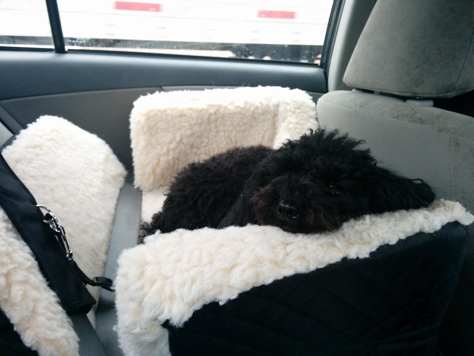 Snoozer Lookout I Car Seat - Dog Car Seats for Small Dogs, Puppy Booster Bed for Small & Medium Sized Pets Up to 25 Lbs, Elevated, Washable - Medium, Black Quilted customer photo 1