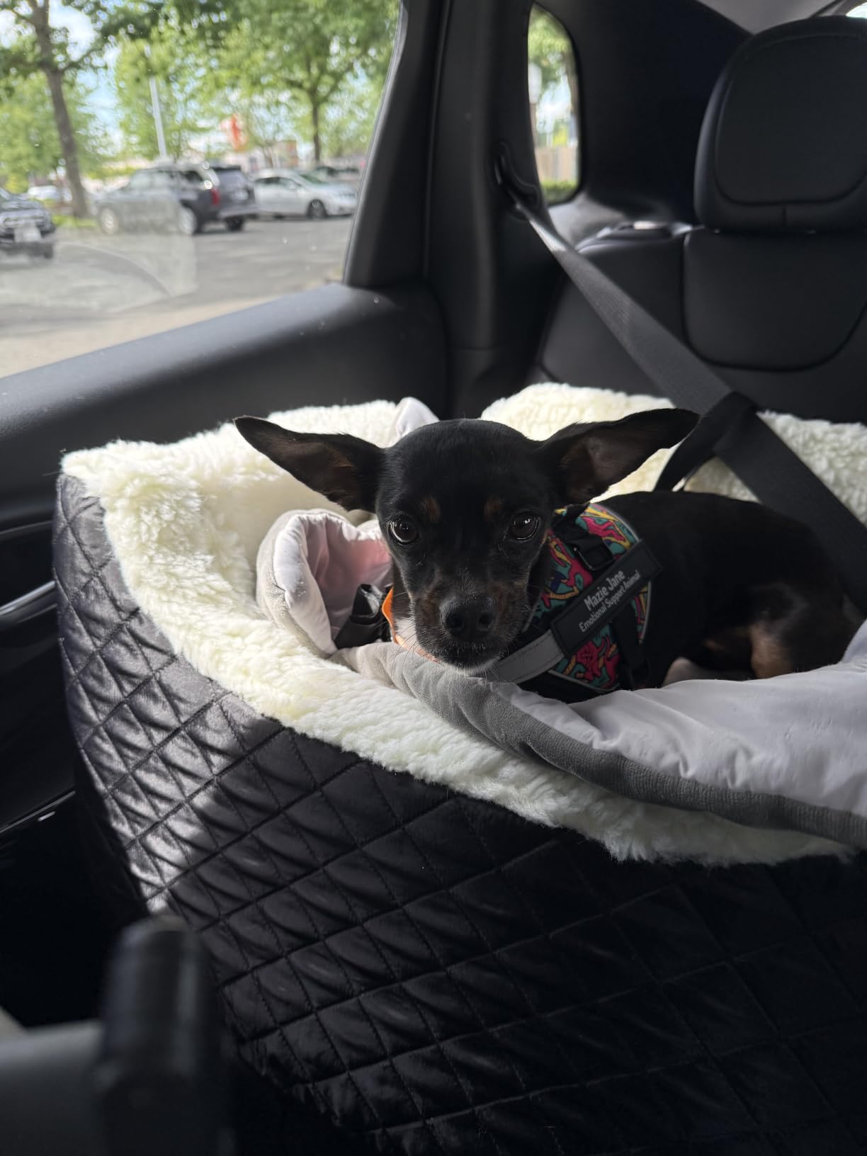 Snoozer Lookout I Car Seat - Dog Car Seats for Small Dogs, Puppy Booster Bed for Small & Medium Sized Pets Up to 25 Lbs, Elevated, Washable - Medium, Black Quilted customer photo 2