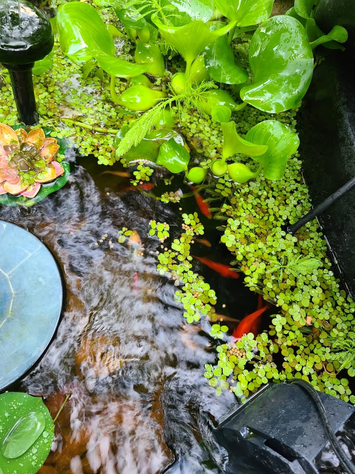 API POND ALGAEFIX (32 fl oz) Pond Algae Control - Copper Free - Clean, Clear Water - Up to 9600 Gallons - Safe for Fish & Plants - Water Gardens, Fountains - Natural Active Ingredient - EPA-Registered customer photo 1