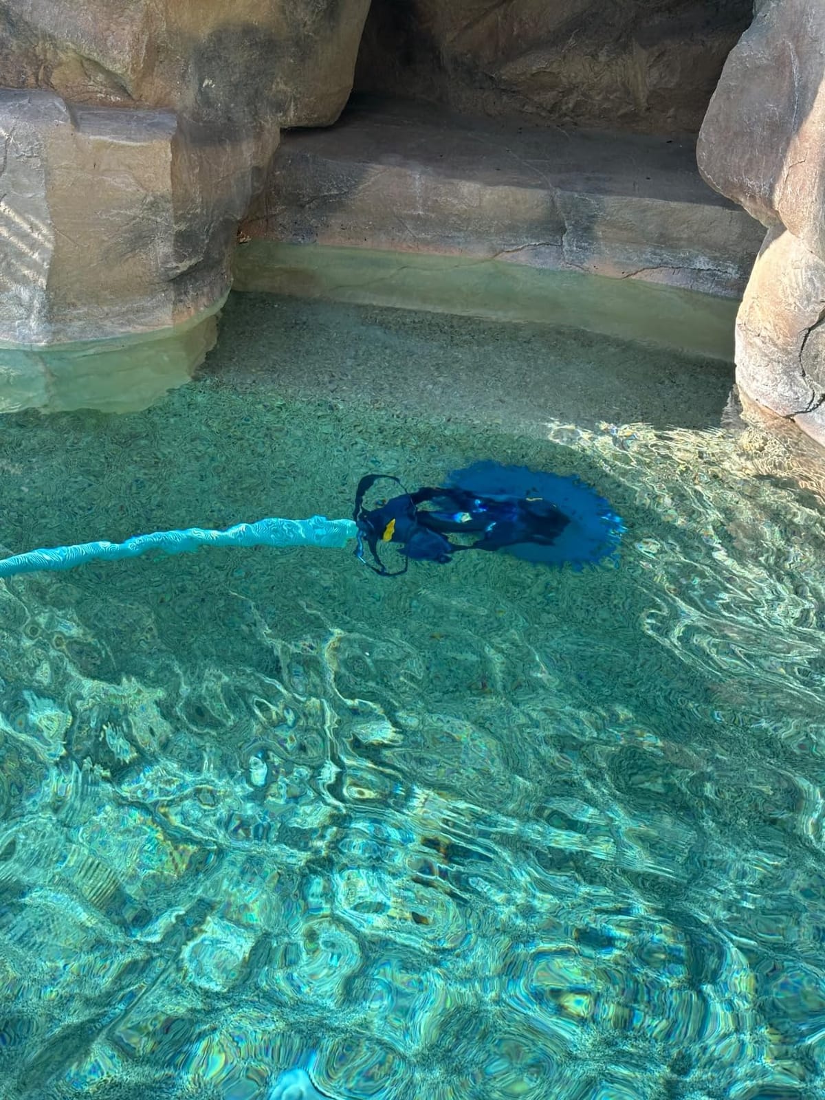 Zodiac G3 Suction-Side Inground Vacuum Pool Cleaner customer photo 1