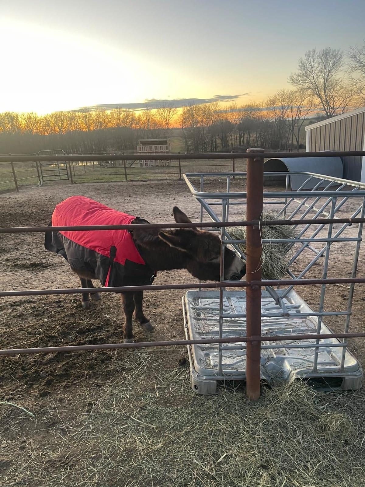 Tough 1 600D Waterproof Poly Miniature Turnout Blanket customer photo 2