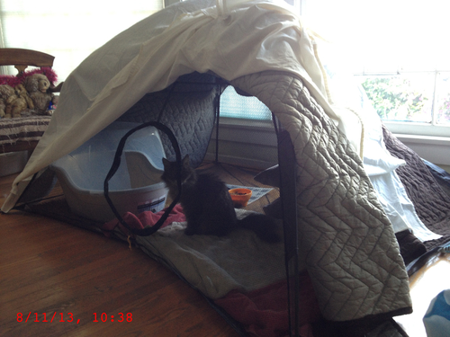 Outback Jack Cat Tent, Large Portable Playhouse for Outdoors and Indoors customer photo 1