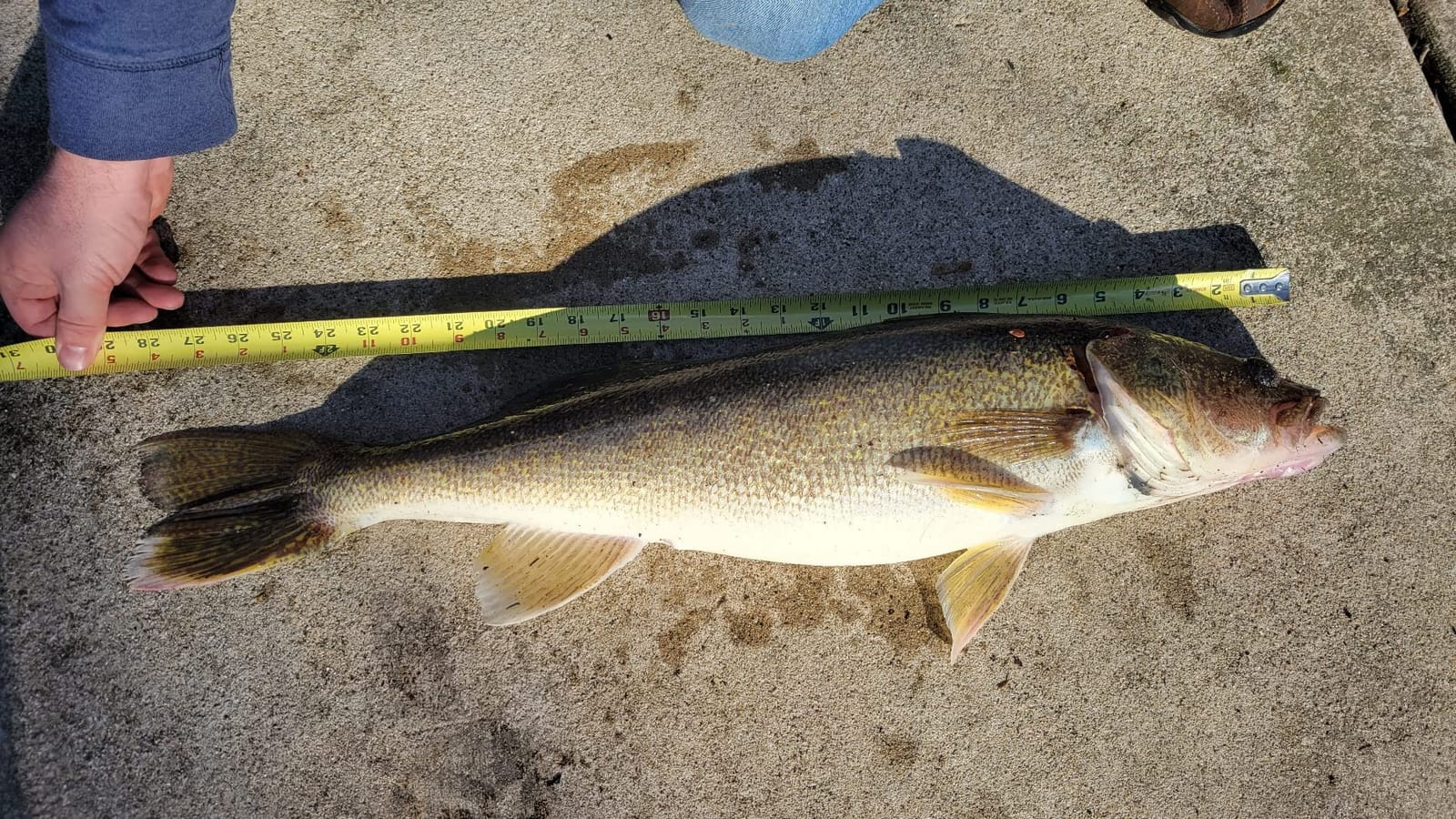 Shimano SYNCOPATE FG Spinning ReelsFishing customer photo 2