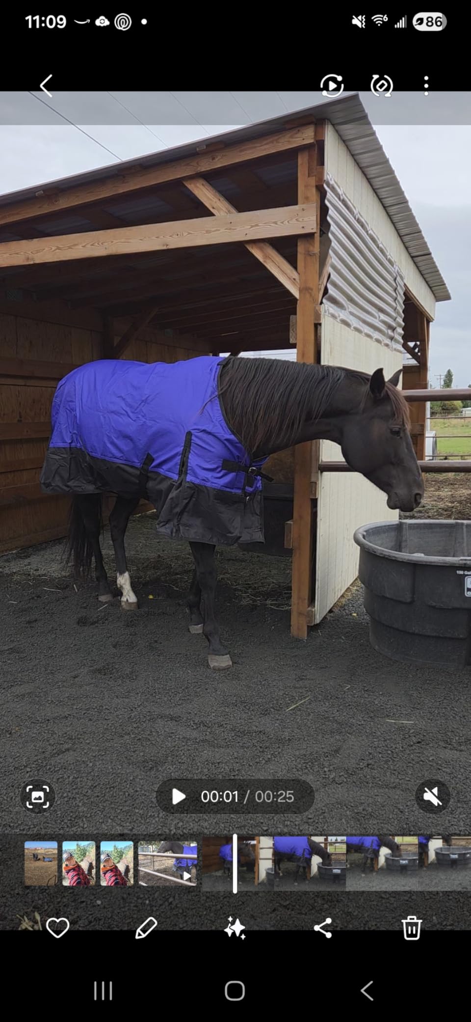 Tough 1 600 Denier Waterproof Horse Sheet customer photo 2