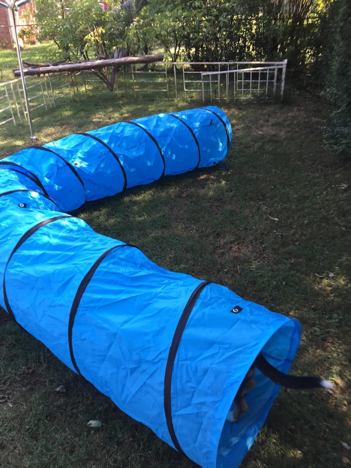 18 Ft Dog Agility Training Open Tunnel customer photo 2