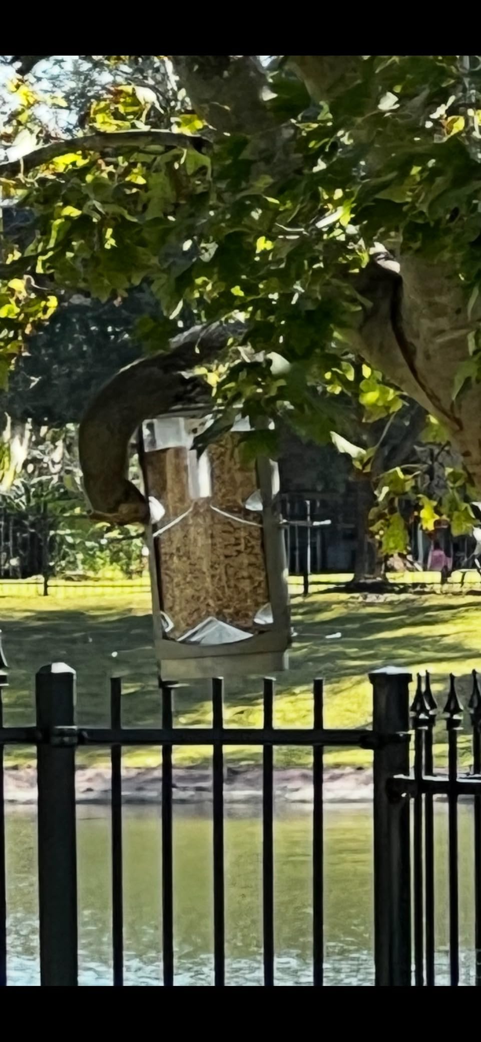 More Birds X-1 Squirrel-Proof Bird Feeder with 4.2-Pound Bird Seed Capacity and Four Feeding Ports customer photo 2