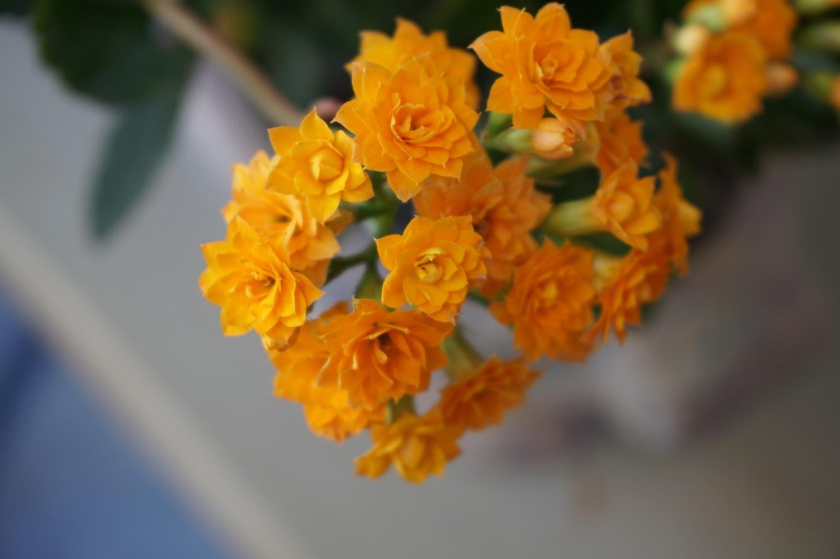 Sony Alpha a6300 Mirrorless Digital Camera with E PZ 16-50mm F3.5-5.6 OSS Power Zoom Lens (Black) customer photo 2
