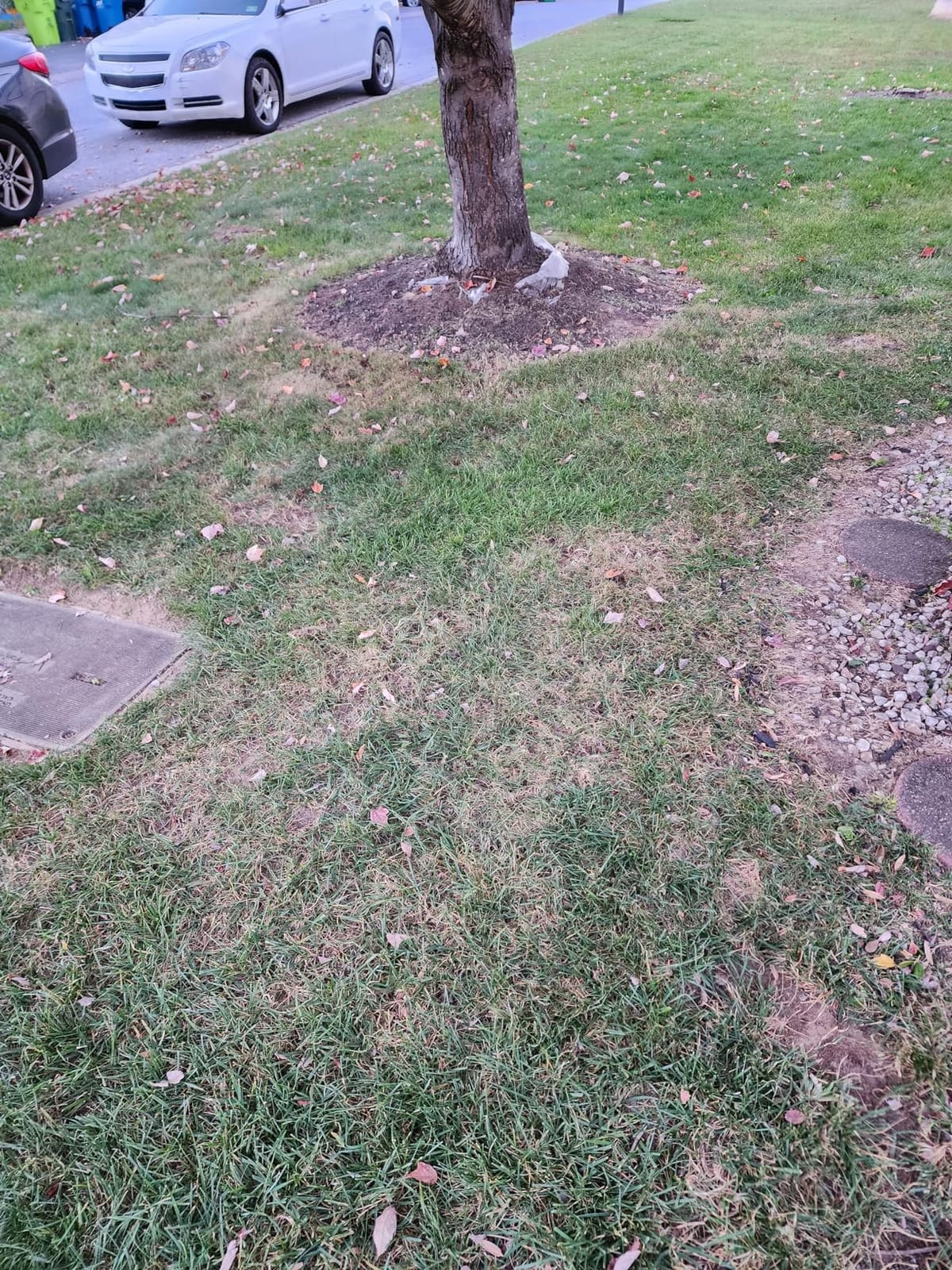BLACK+DECKER Corded Leaf Blower Leaf Vacuum and Leaf Mulcher 3-in-1, Up to 230 MPH, 12 Amp Handheld Blower and Vacuum Combo (BV3600) customer photo 1