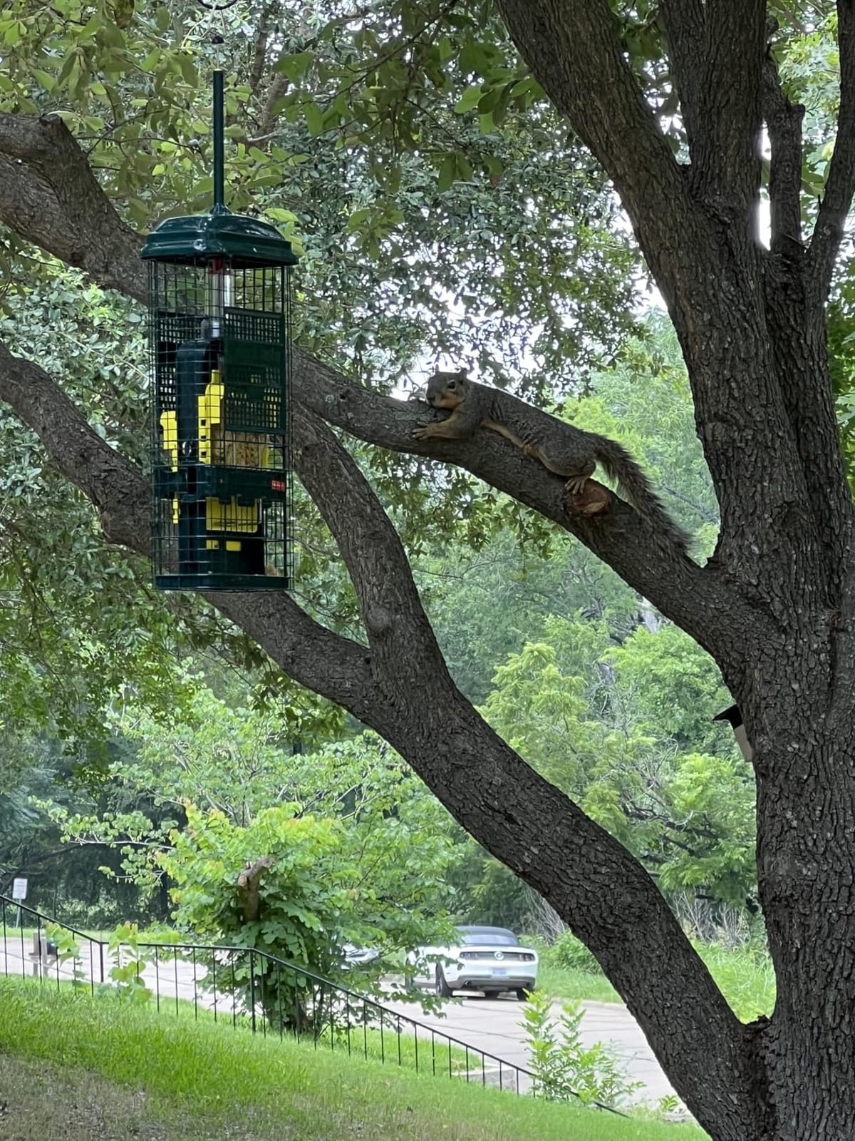 Squirrel Buster Standard Squirrel-proof Bird Feeder w/4 Metal Perches, 1.3-pound Seed Capacity, garden green | Four metal perches, weight-triggered closure, chew-proof design, easy cleaning customer photo 1