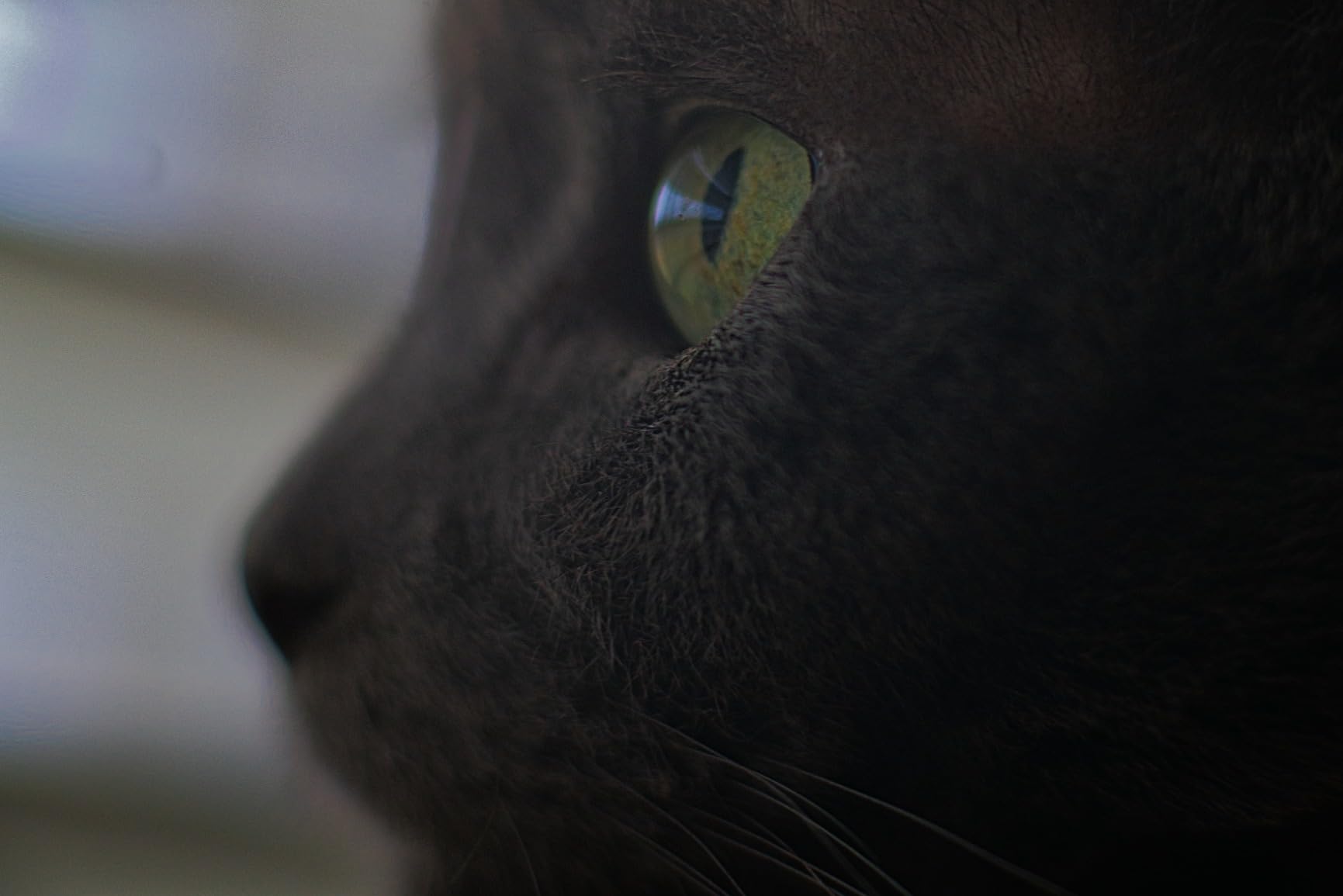 Rokinon 85M-E 85mm F1.4 Fixed Lens for Sony, E-Mount and for Other Cameras,Black customer photo 1
