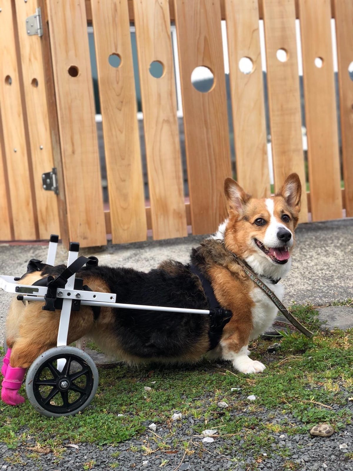 Dog Wheelchair Back Legs, Adjustable, Custom Made in USA, 21-35lbs customer photo 2