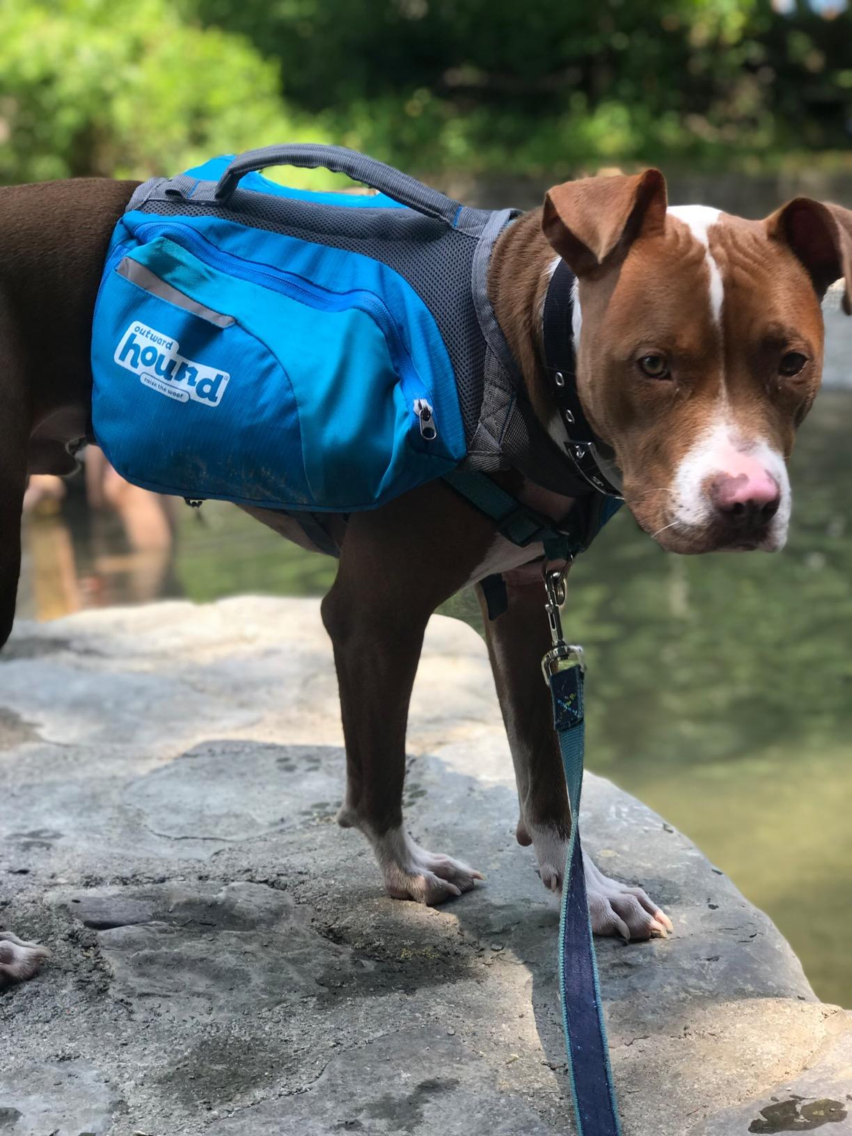 Kyjen Outward Hound The Quick Release Dog BackPack (Assorted, Medium) customer photo 2