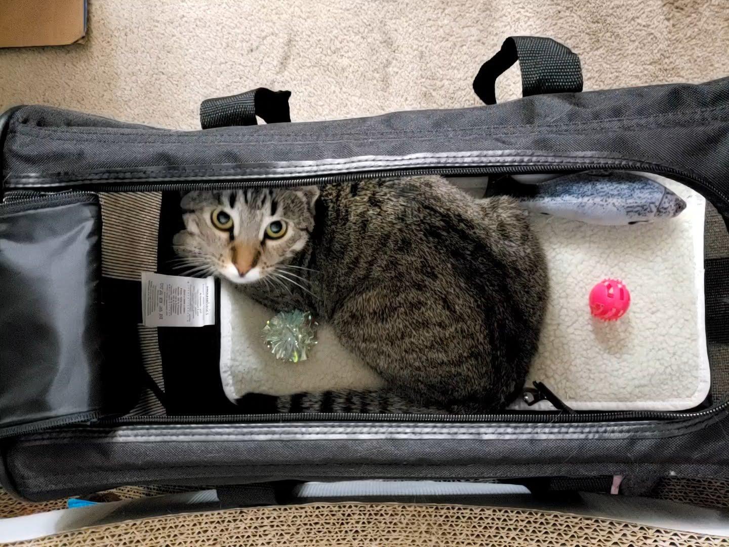 Amazon Basics Airline Approved Soft-Sided Mesh Pet Travel Carrier with Shoulder Strap, Portable, Washable Removable Fleece Pad for Dog, Cat, up to 16 pounds, 16.5