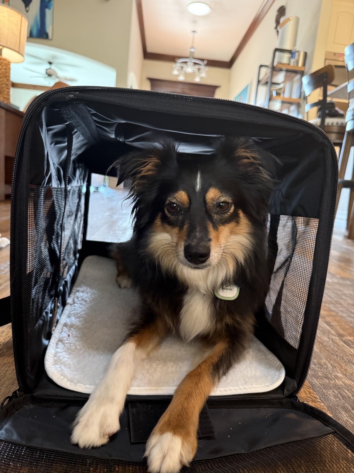 Amazon Basics Airline Approved Soft-Sided Mesh Pet Travel Carrier with Shoulder Strap, Portable, Washable Removable Fleece Pad for Dog, Cat, up to 16 pounds, 16.5