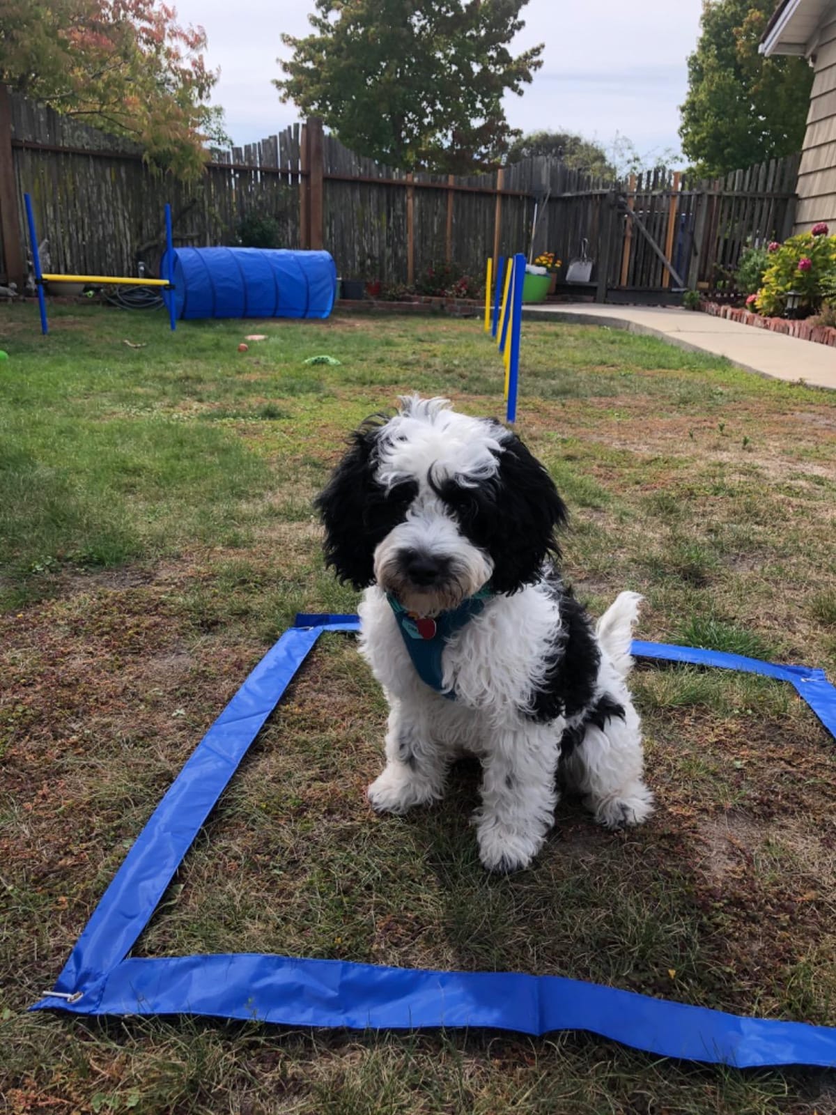 PawHut 4PC Obstacle Dog Agility Training Course Kit Backyard Competitive Equipment- Blue/Yellow customer photo 1