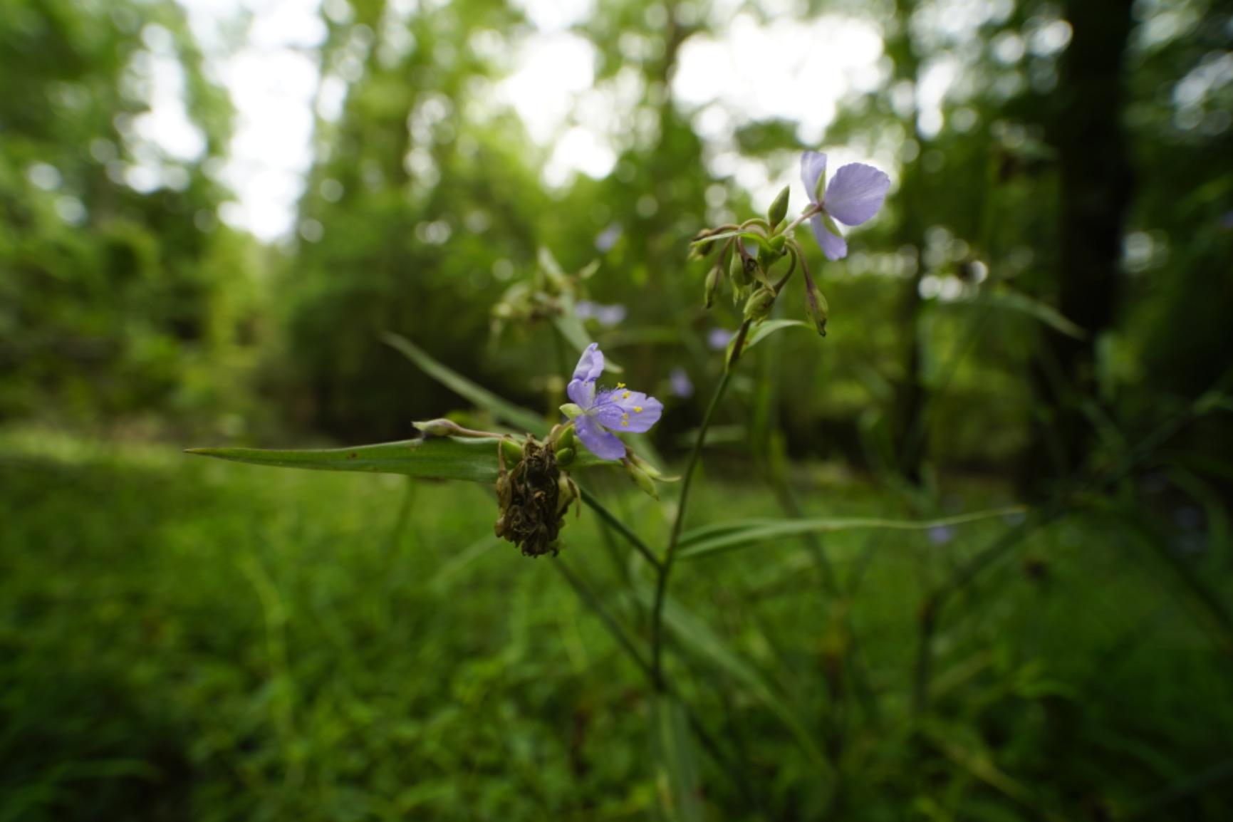 Venus Laowa 15mm f/4 Wide Angle 1:1 Macro Lens with Shift for Sony FE Mount customer photo 2