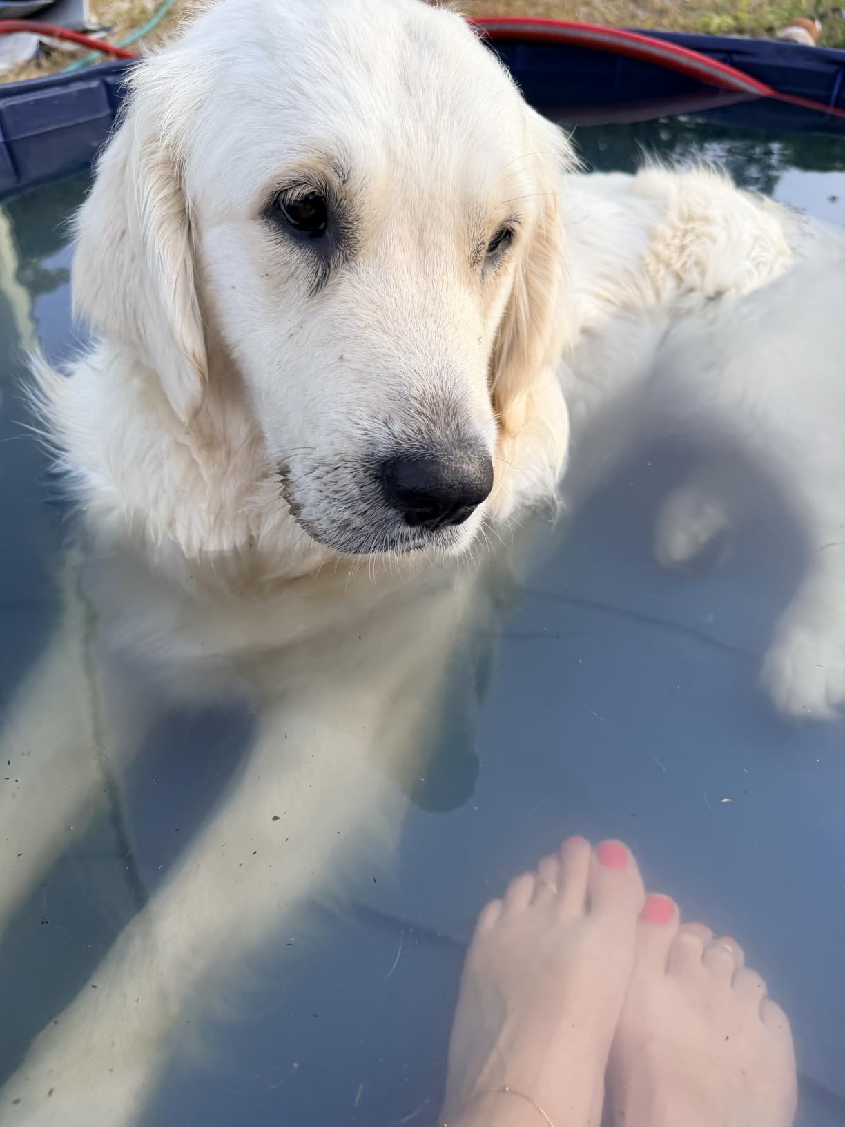 Jasonwell Foldable Dog Pet Bath Pool Collapsible Dog Pet Pool Bathing Tub Kiddie Pool Doggie Wading Pool for Puppy Small Medium Large Dogs Cats and Kids 63