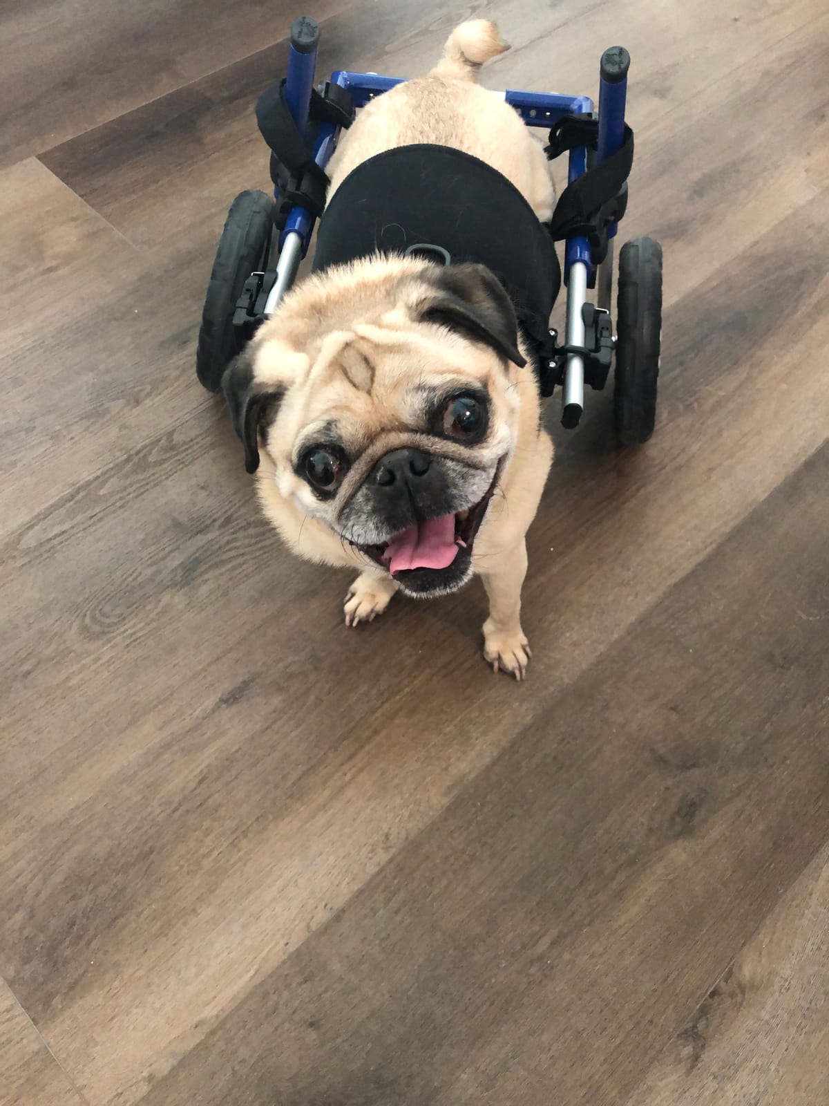 Walkin' Wheels Small Dog Wheelchair, Lightweight Dog Wheelchair for Back Legs, 15-25 lbs, for 6-8 inches Leg Height - Blue customer photo 1