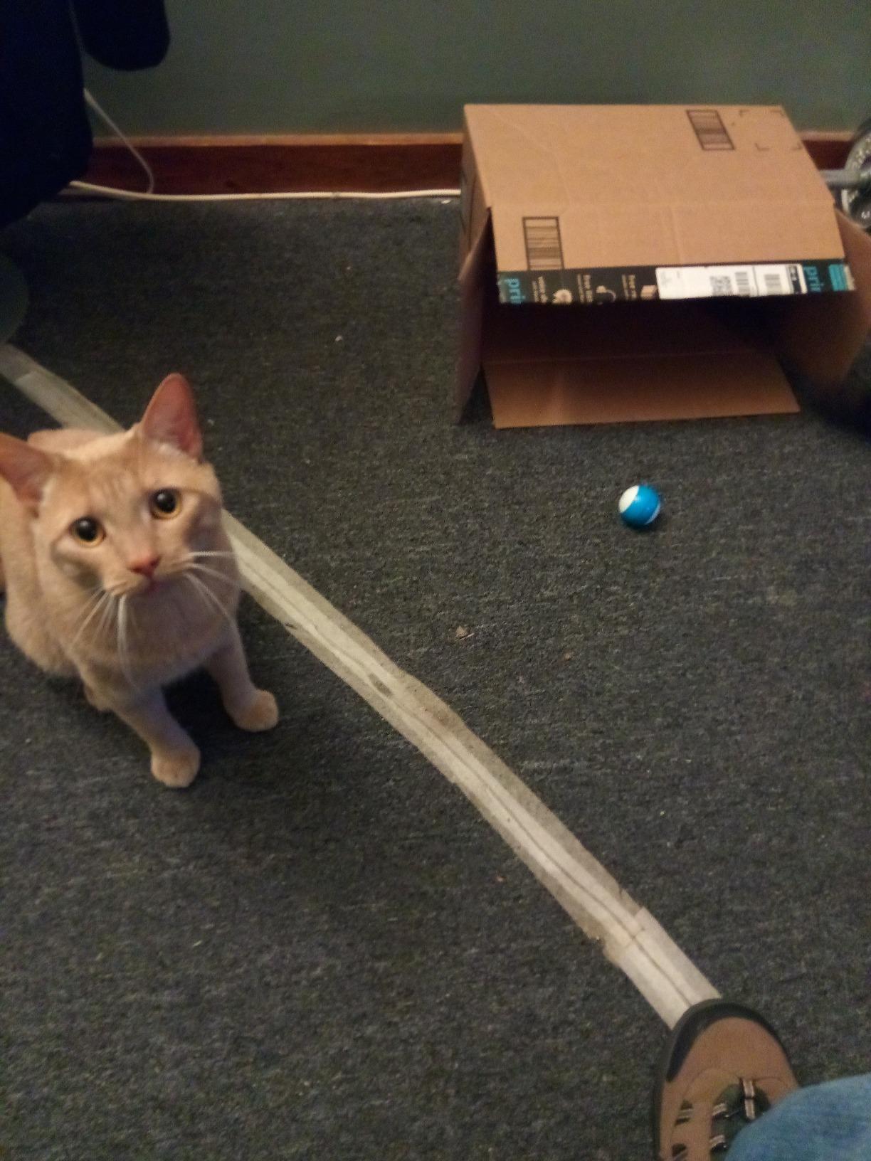 Sphero Mini Green Coding Robot Ball customer photo 1
