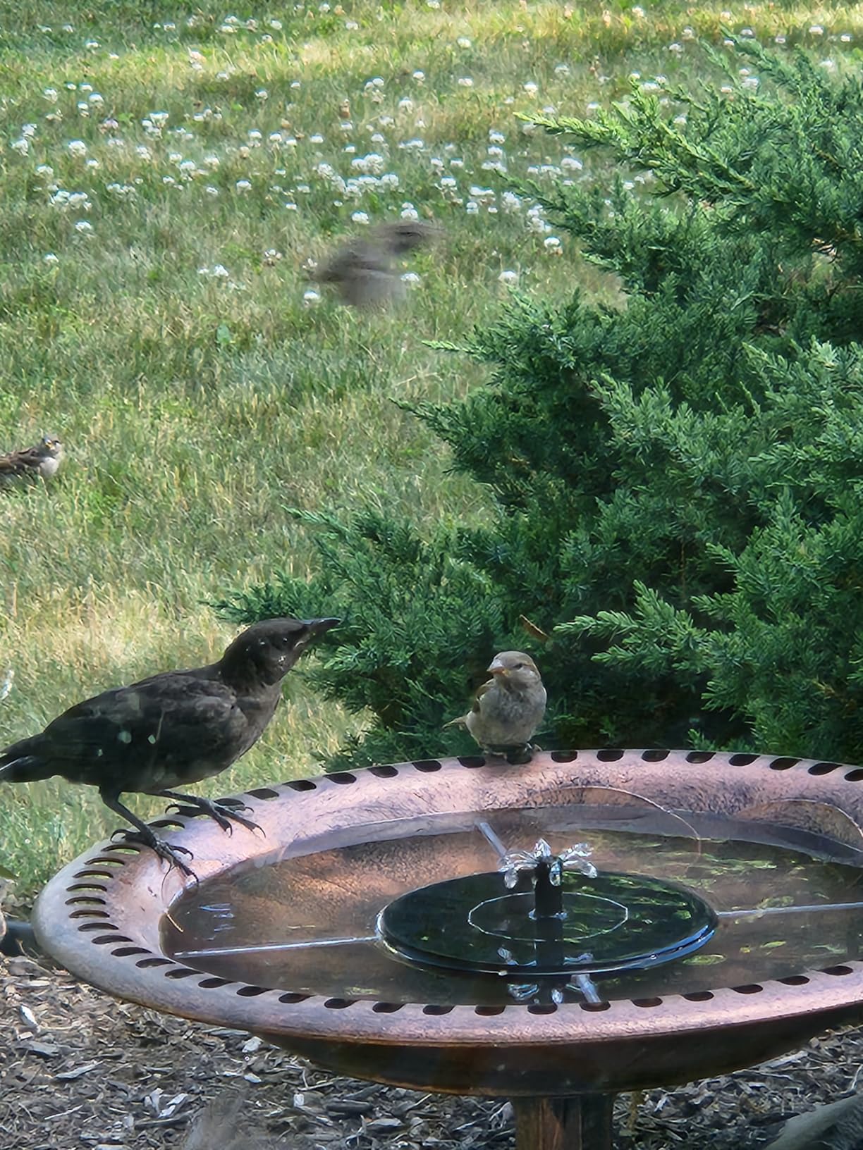 Best Choice Products Bird Bath, 28in Outdoor Resin Pedestal - Copper customer photo 2