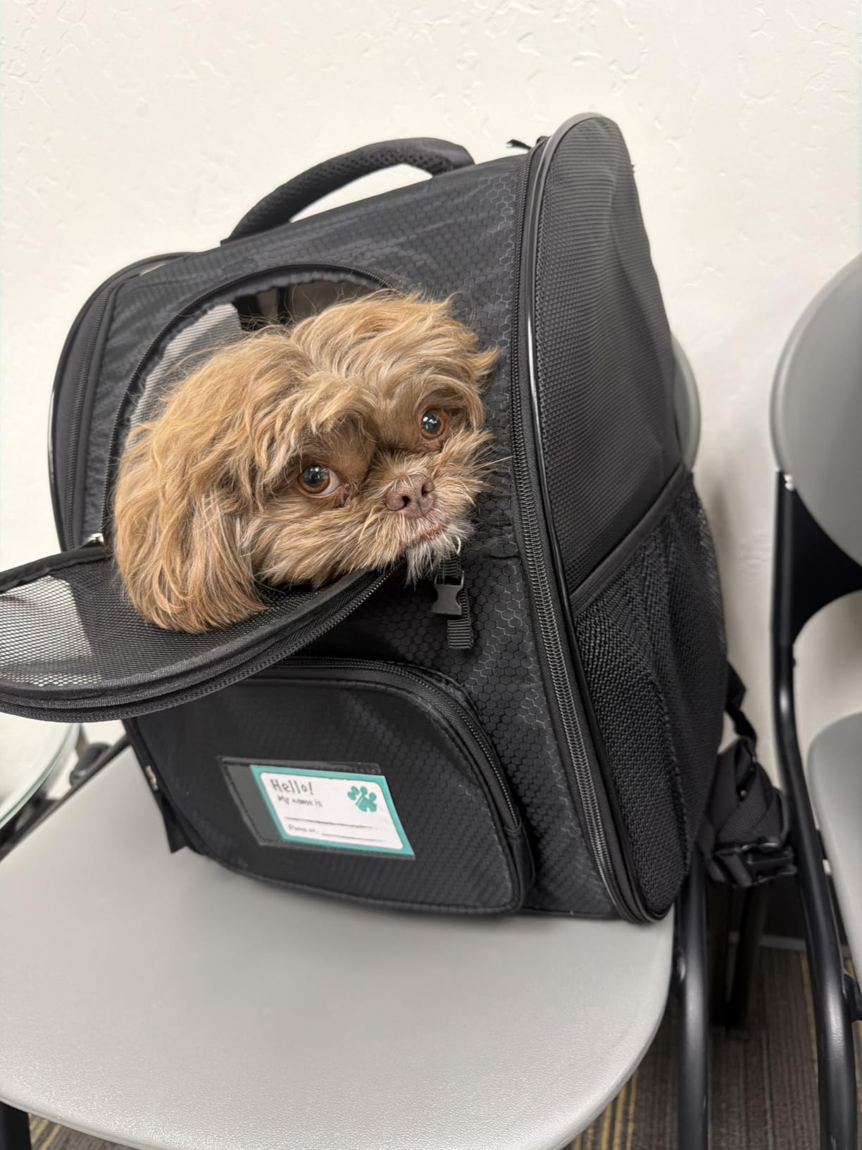 PetAmi Dog Backpack Carrier Airline Approved Cat Pet Puppy Bag, Grey customer photo 1
