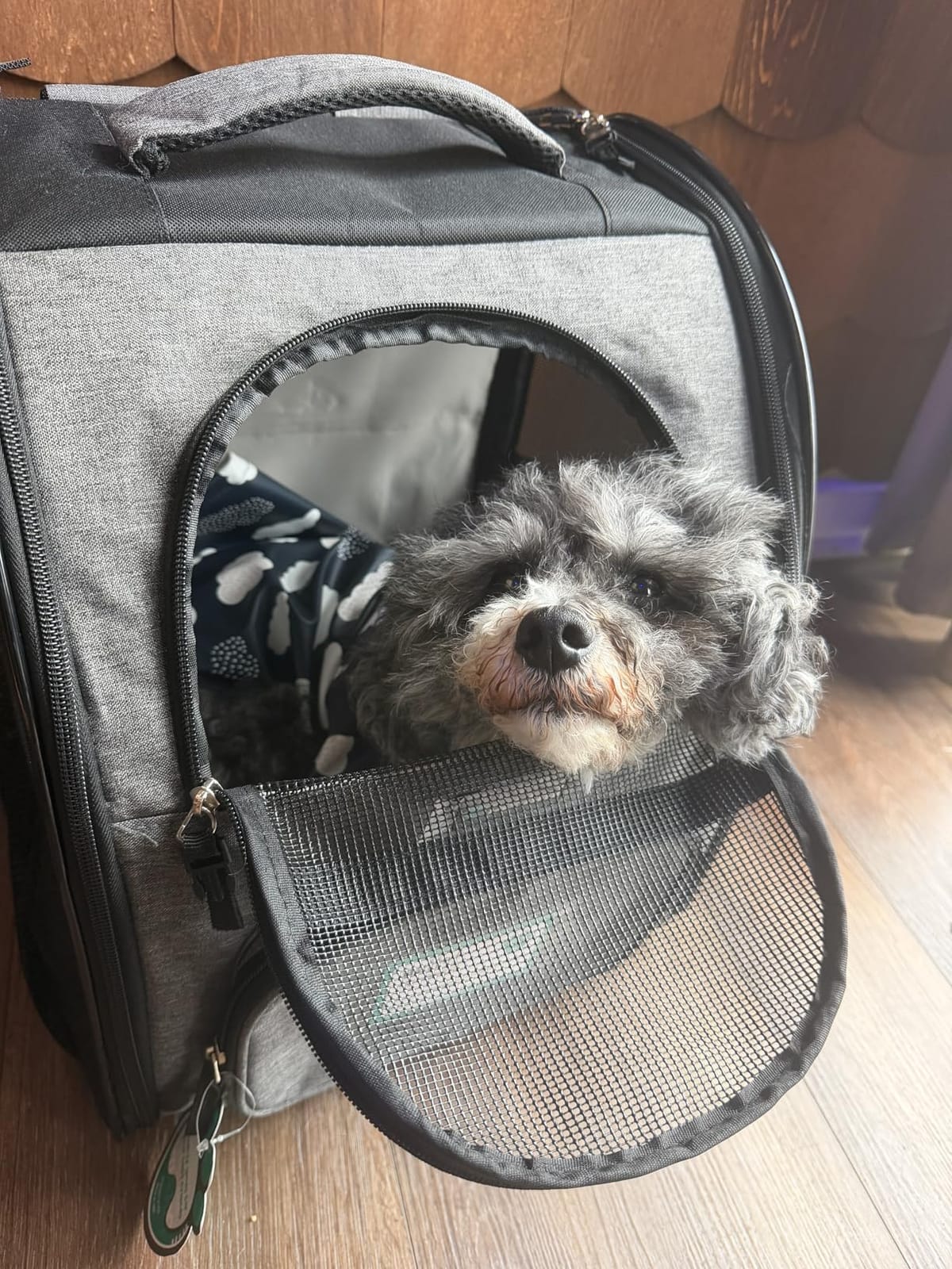 PetAmi Dog Backpack Carrier Airline Approved Cat Pet Puppy Bag, Grey customer photo 2