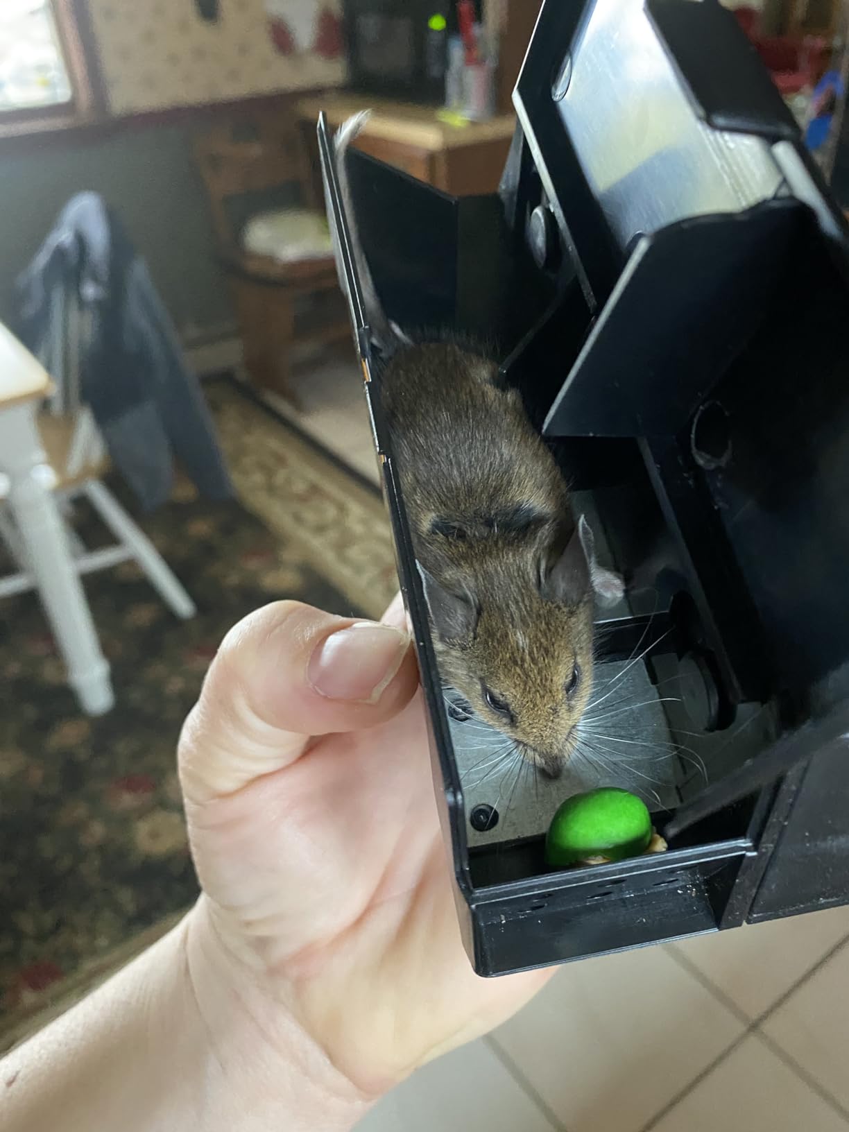 Victor M250S Indoor Humane Electronic Mouse Trap - No Touch, No See Electric Instant Kill Mouse Trap - 4 Traps customer photo 1