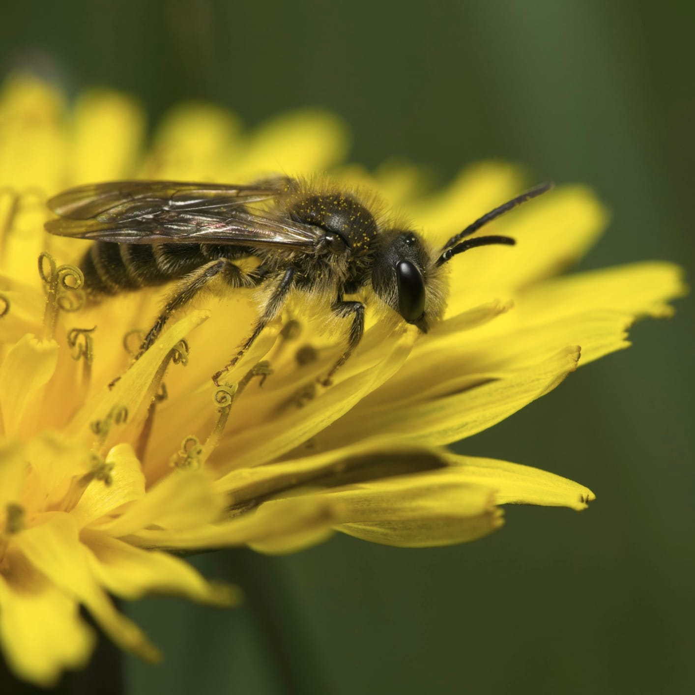 Venus Optics Laowa 25mm f/2.8 2.5-5X Ultra-Macro (Sony FE Mount) customer photo 1