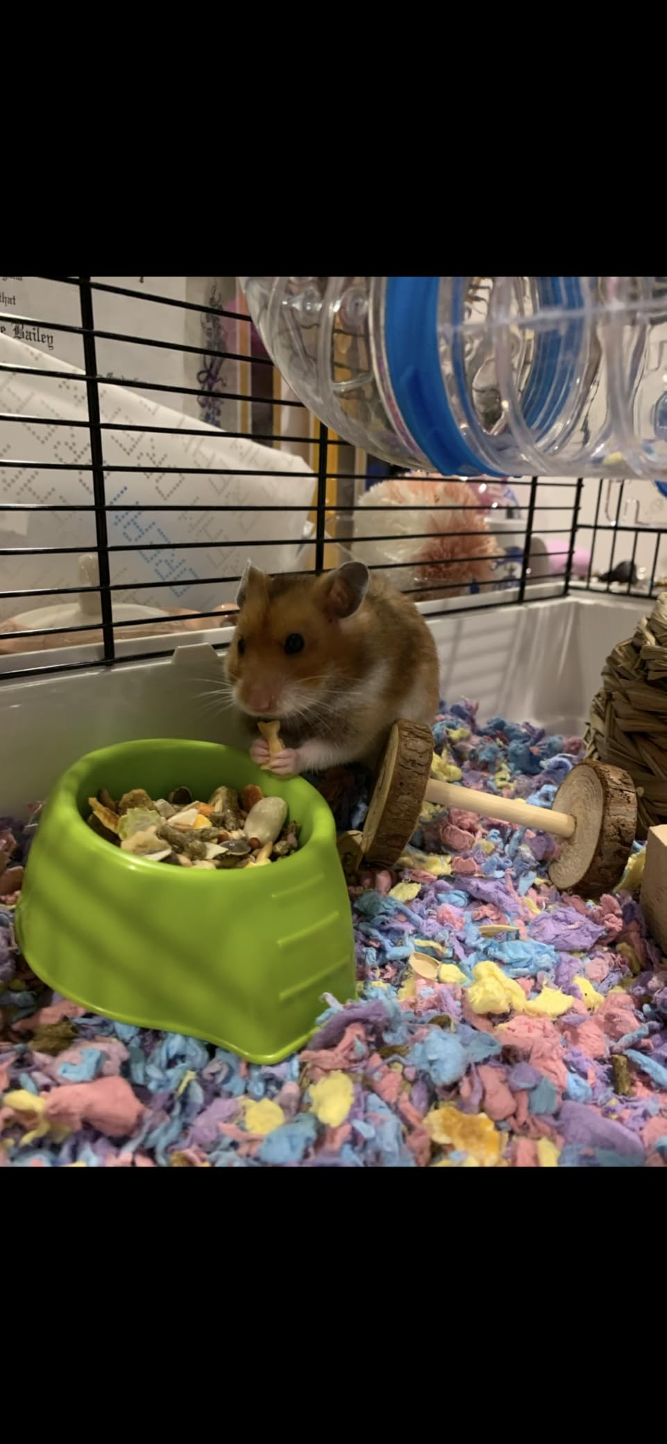 MidWest Homes for Pets Hamster Cage | Awesome Arcade Hamster Home (White) | 18.11 x 11.61 x 21.26 Inch customer photo 1