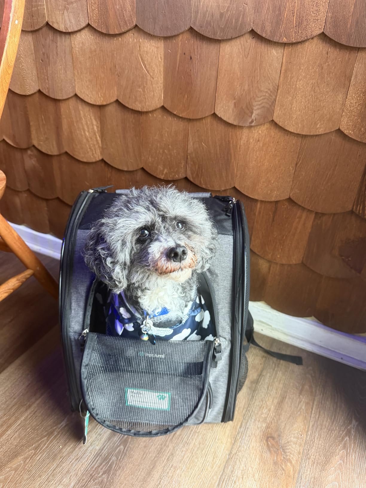 PetAmi Dog Backpack Carrier Airline Approved Cat Pet Puppy Bag, Purple customer photo 2