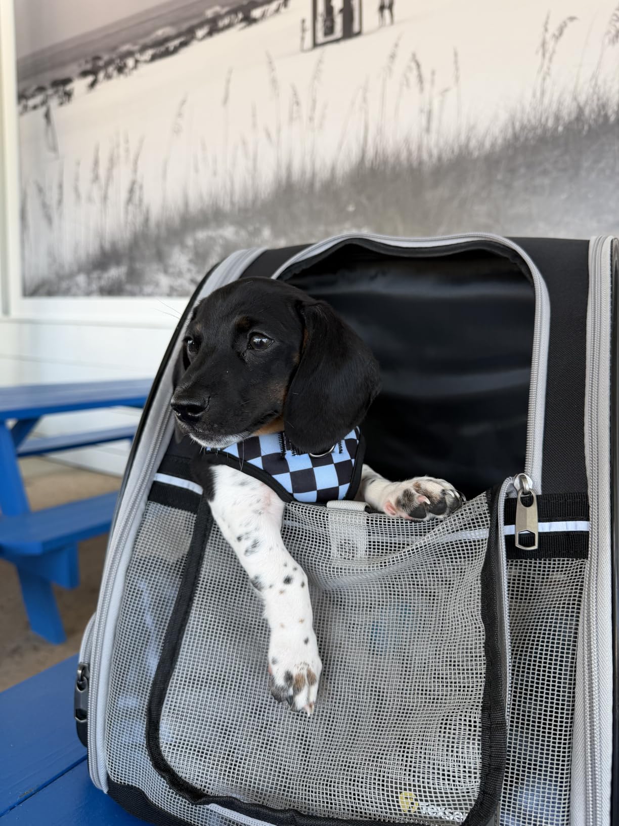 Texsens Innovative Traveler Bubble Backpack Pet Carriers for Cats and Dogs (Black) customer photo 2
