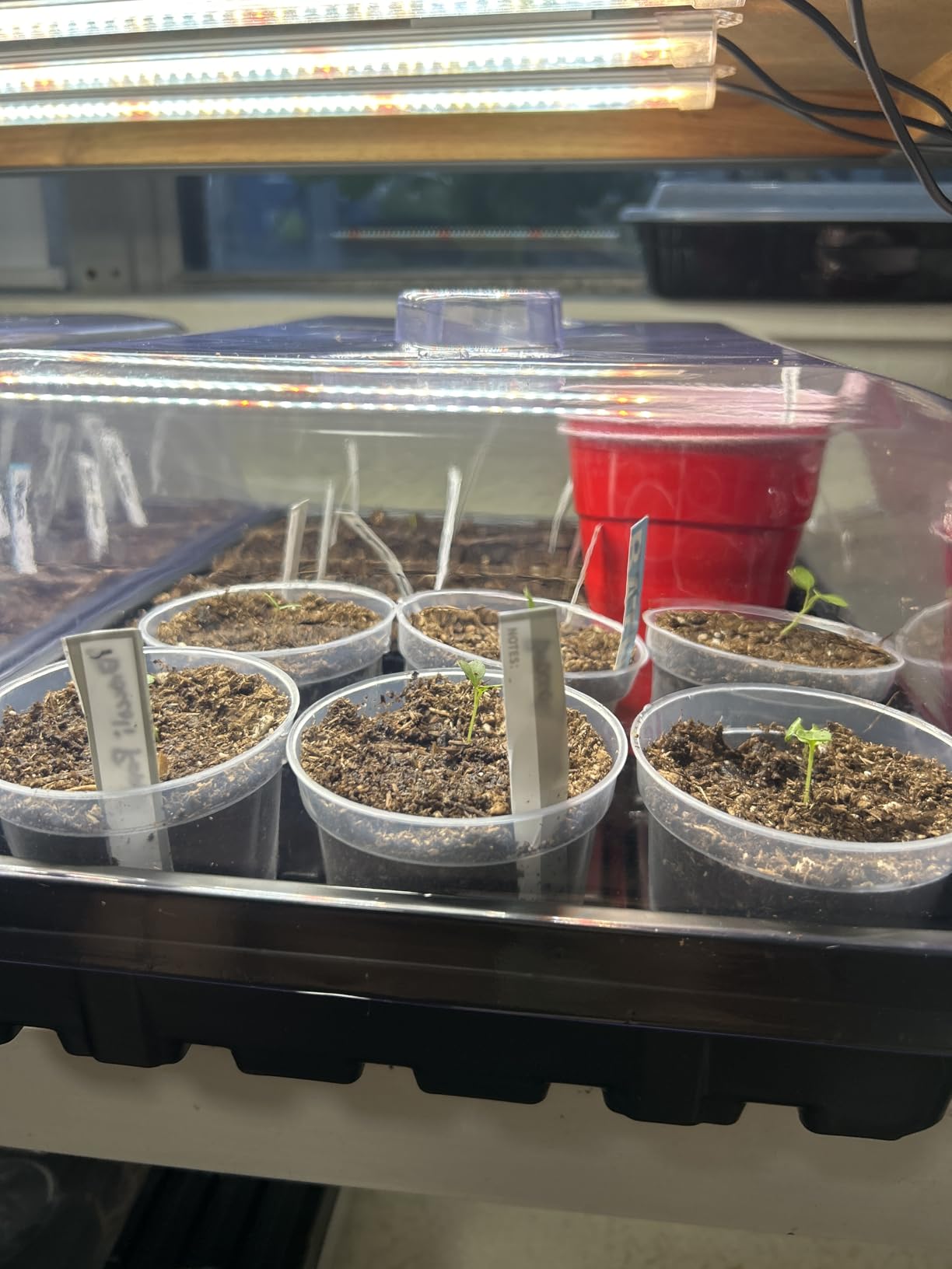 SOLIGT Thick Plastic 3-Set Strong Seed Starter Trays with 5