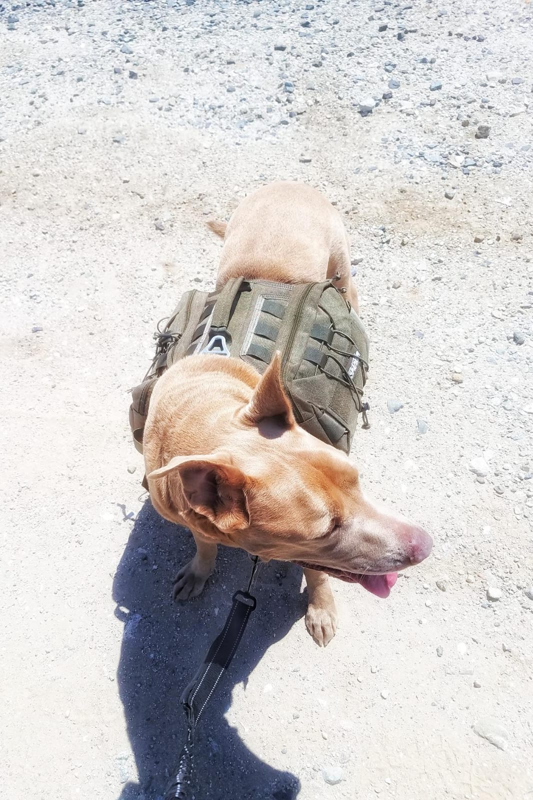 EXCELLENT ELITE SPANKER Nylon Dog Backpack with 2 Side Pockets for Hiking | Adjustable Tactical Dog Pack Hound Saddle Bag Harness for Medium & Large Dog Traveling Camping Walking Training Running customer photo 1