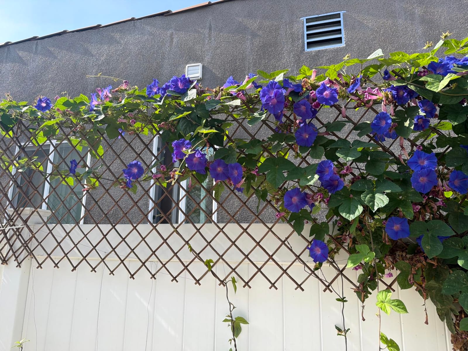 GLANT Lattice Fence Willow Expandable Plant Climbing Lattices Trellis Fence,Open Screen Fencing,Willow (1) customer photo 2