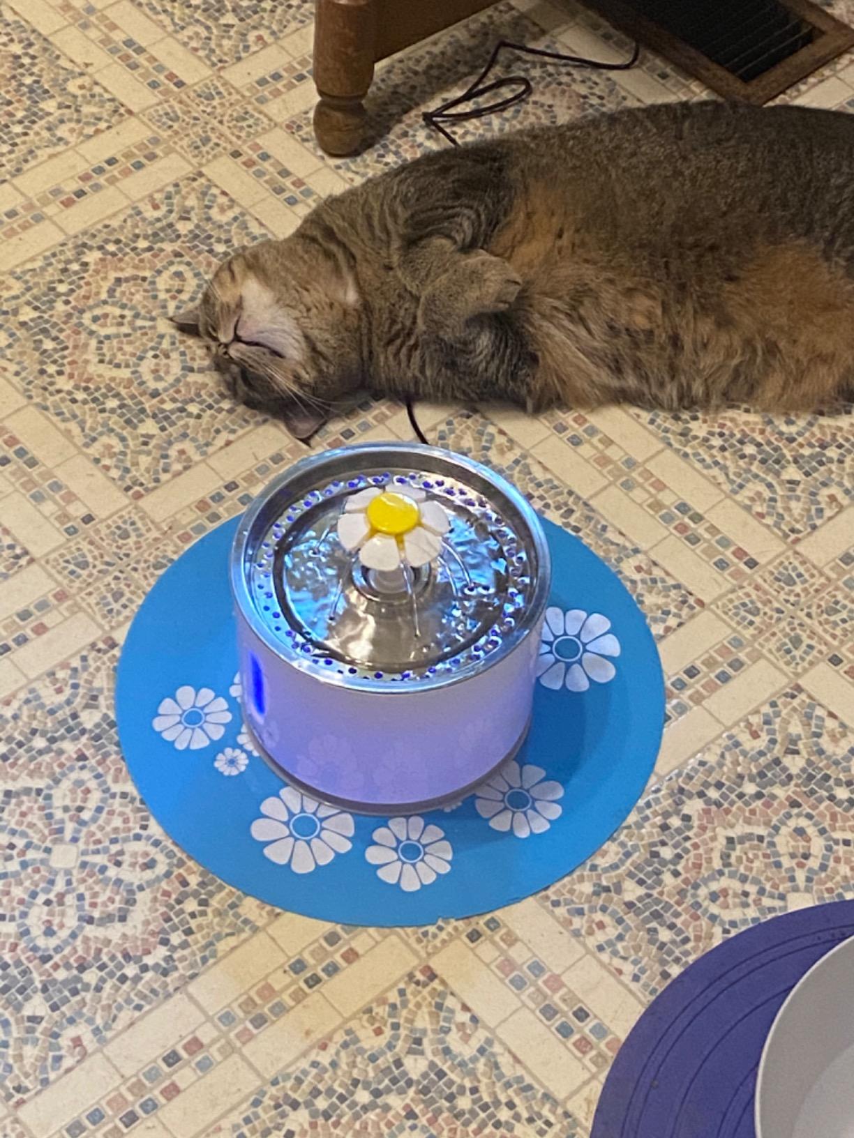 Wonder Creature Cat Water Fountain Stainless Steel Lid 81oz/2.4L-3 Filters | Pet Fountain with 3 Carbon Filters, 1 Mat, Quiet pump, LED Water Level Window, BPA-Free Stainless Steel Lid customer photo 1