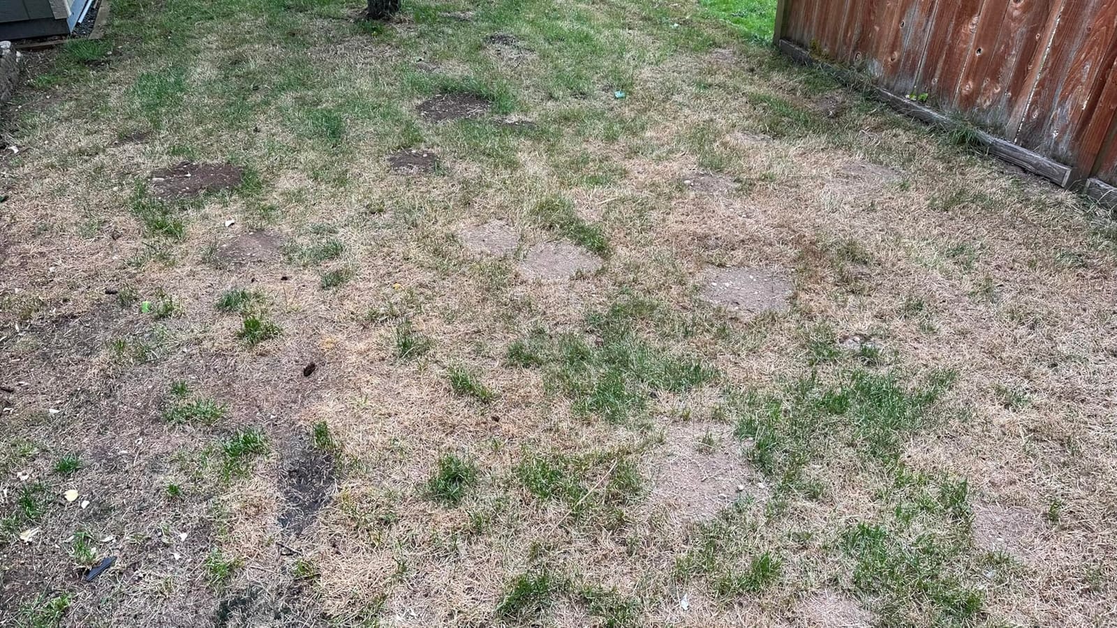 Natural Elements Mole and Vole Repellent – 100% Castor Oil Formula – Lawn and Yard Treatment – Covers Large Areas – 128 oz (1 Gallon) customer photo 2