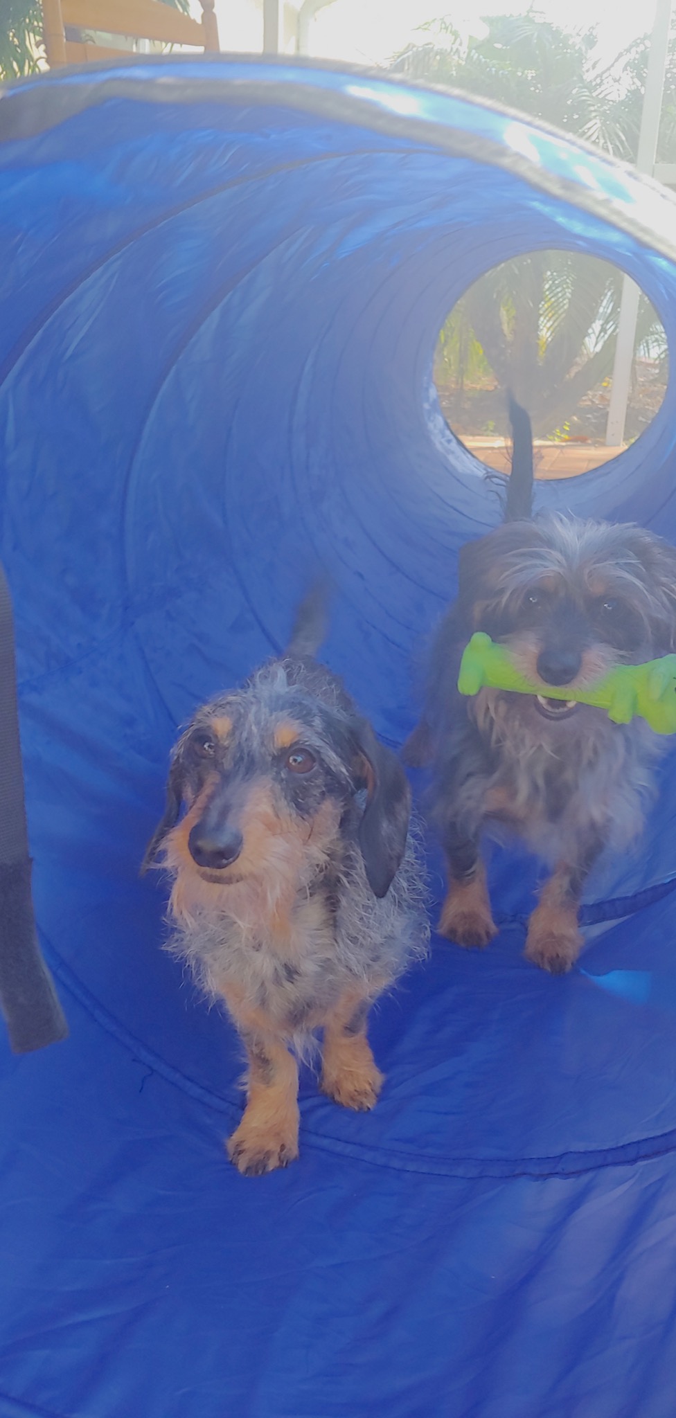 Better Sporting Dogs Agility Course Backyard Set - 7pc customer photo 1