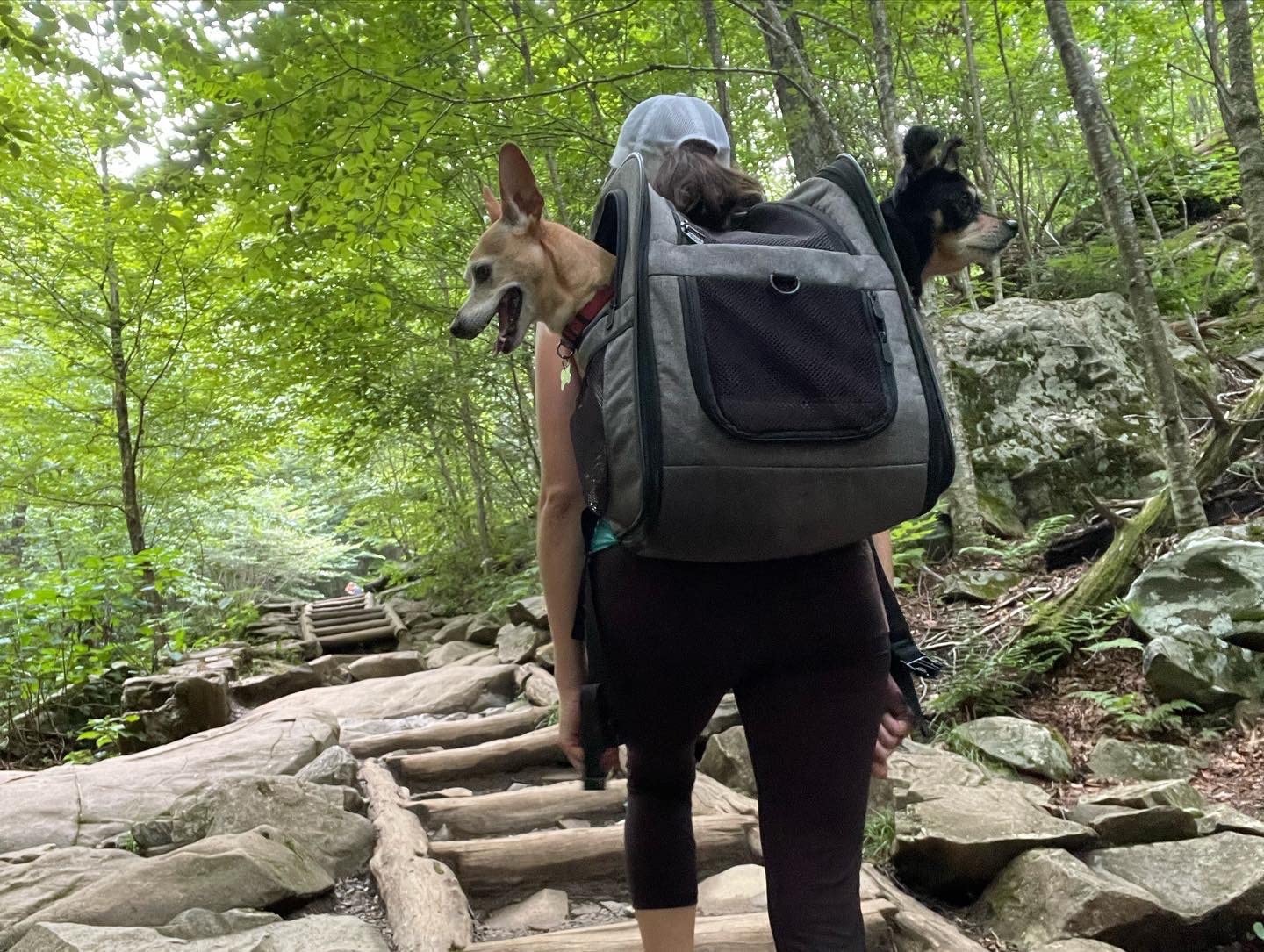 Apollo Walker Cat Carrier Backpack for Small Dogs and Cats Up to 18 lb customer photo 1